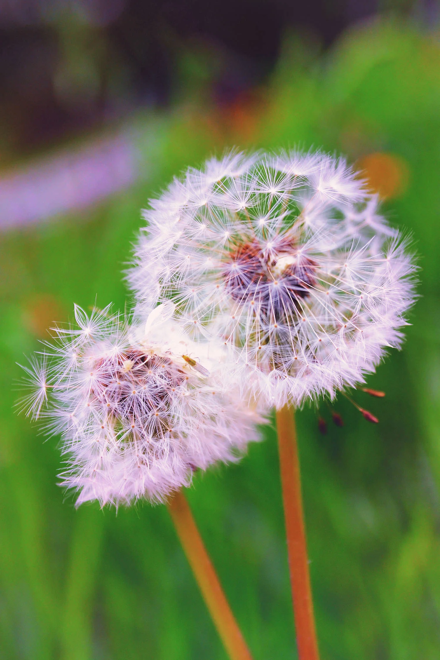 nature-photo-luxembourg-dandelion.JPG