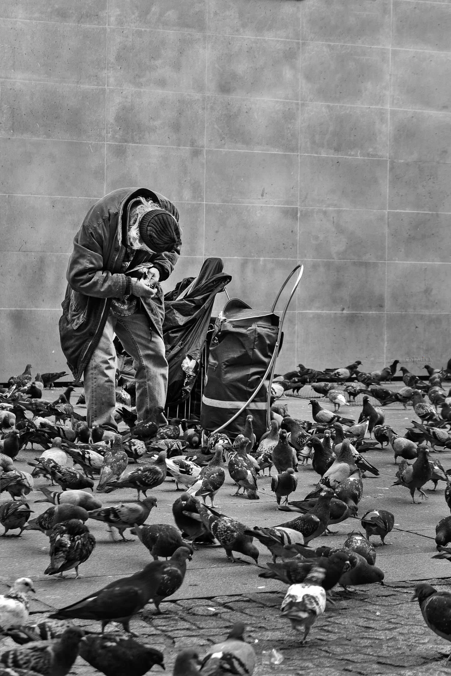 www.ishootcolors.com, limited edition art print, Pigeon man
