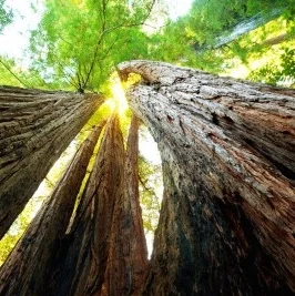 Mariposa Grove (Progressive) episode artwork