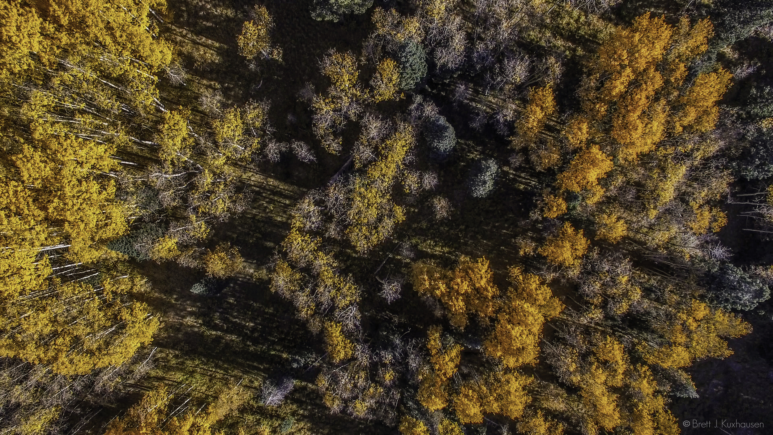 Bird's Eye View of Autumn