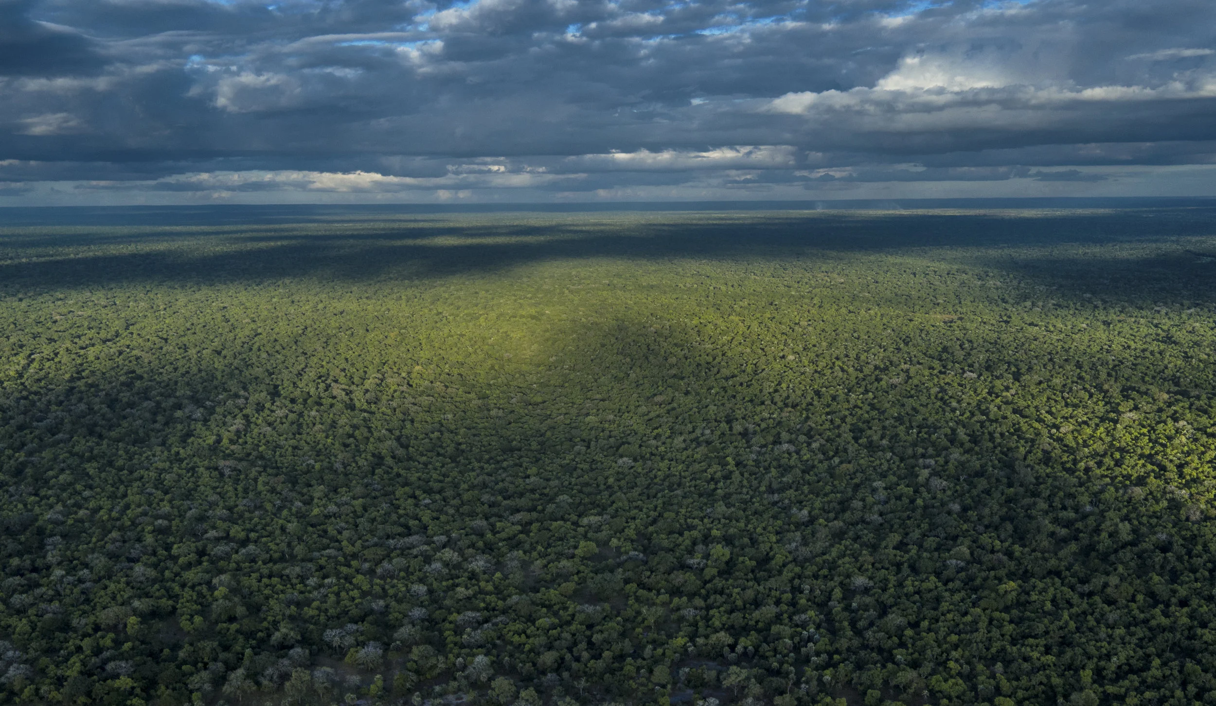The bush of Gorongosa National Park