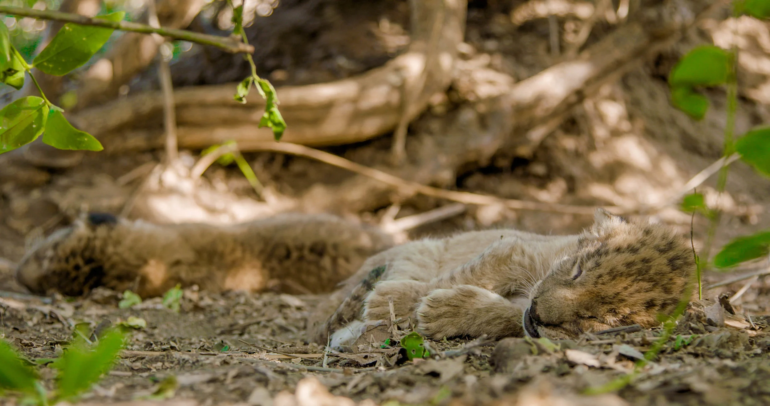 Day-old lion cubs
