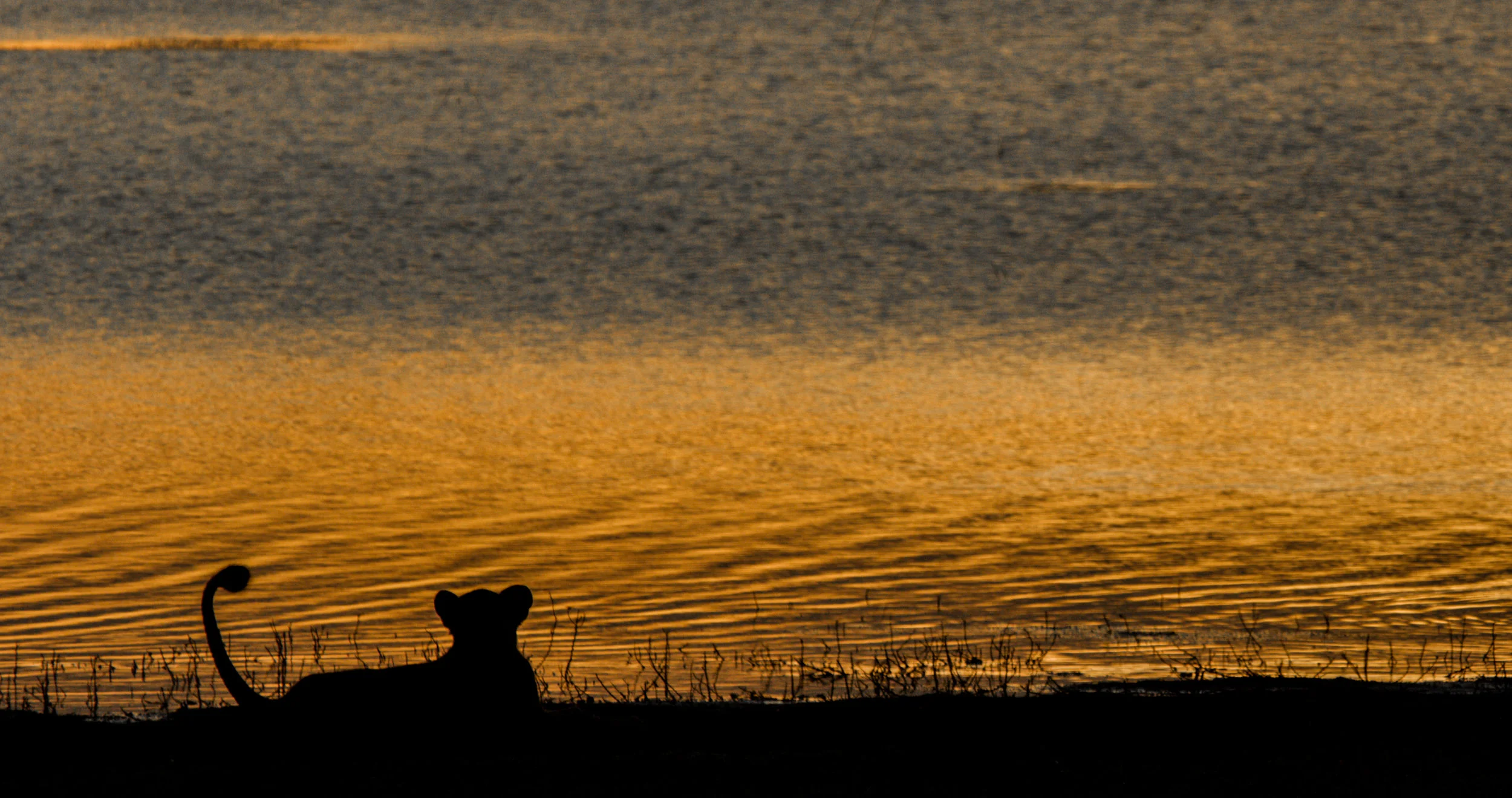 Shadows of Sunset