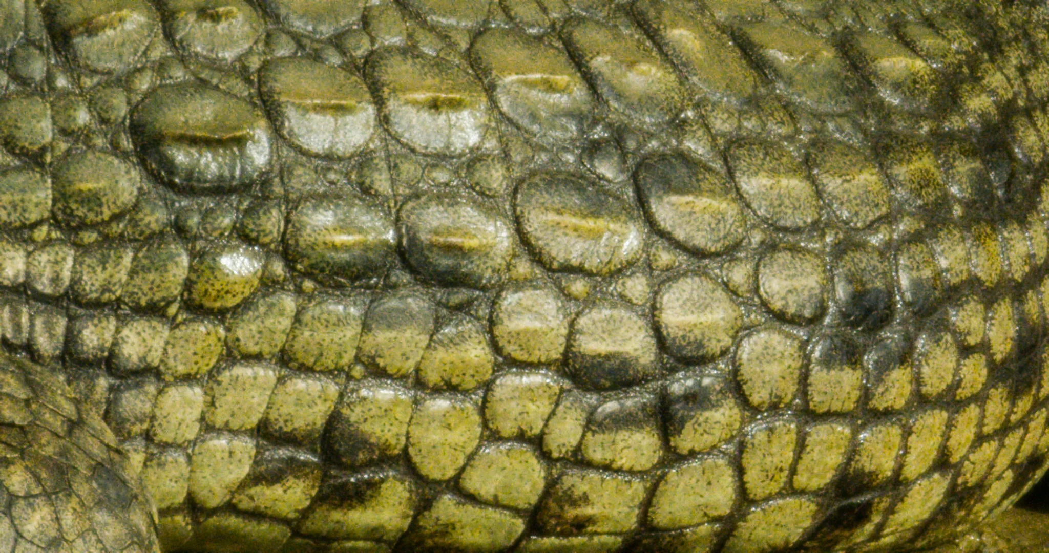 Scaled Image