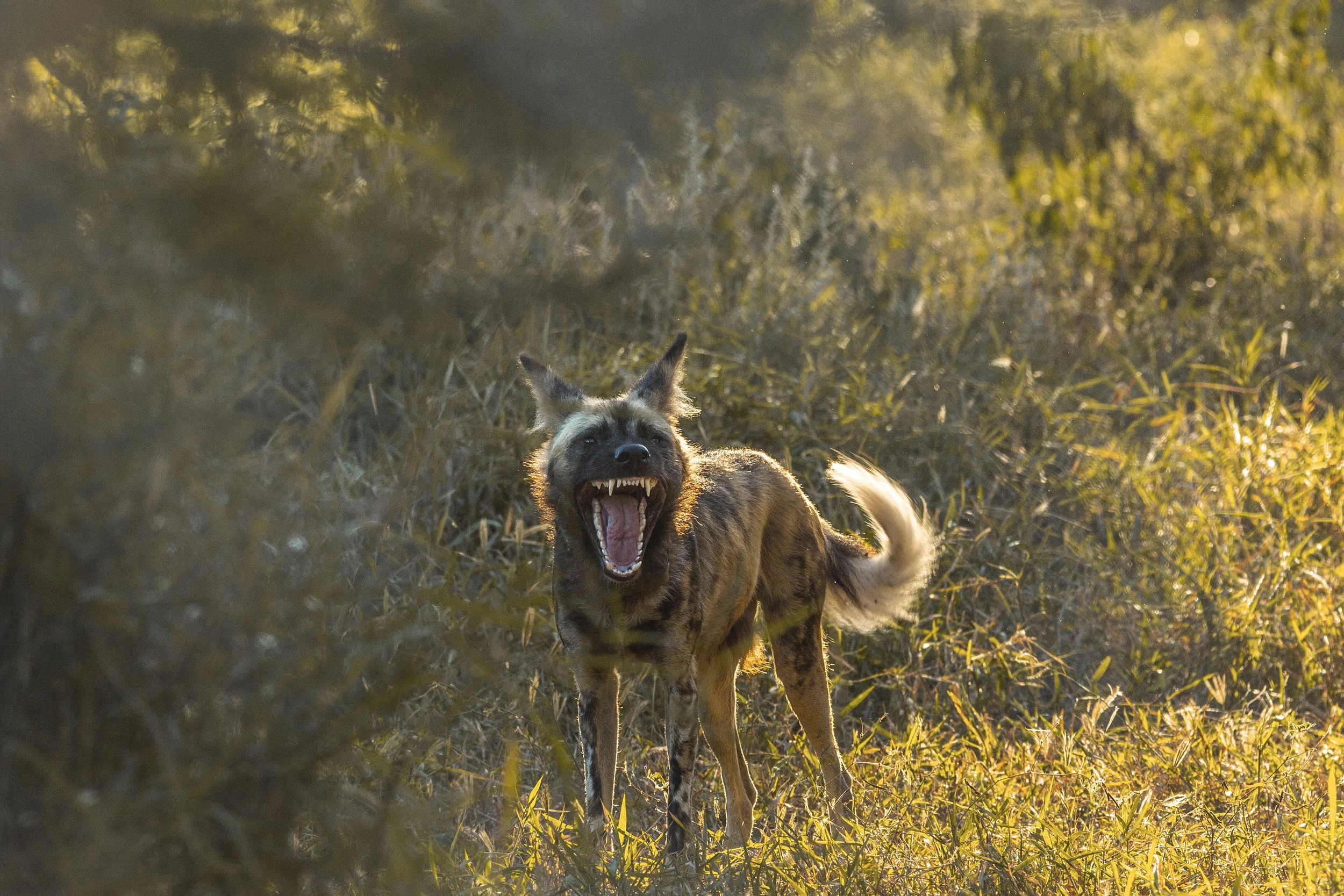 The Grin of a Painted Dog