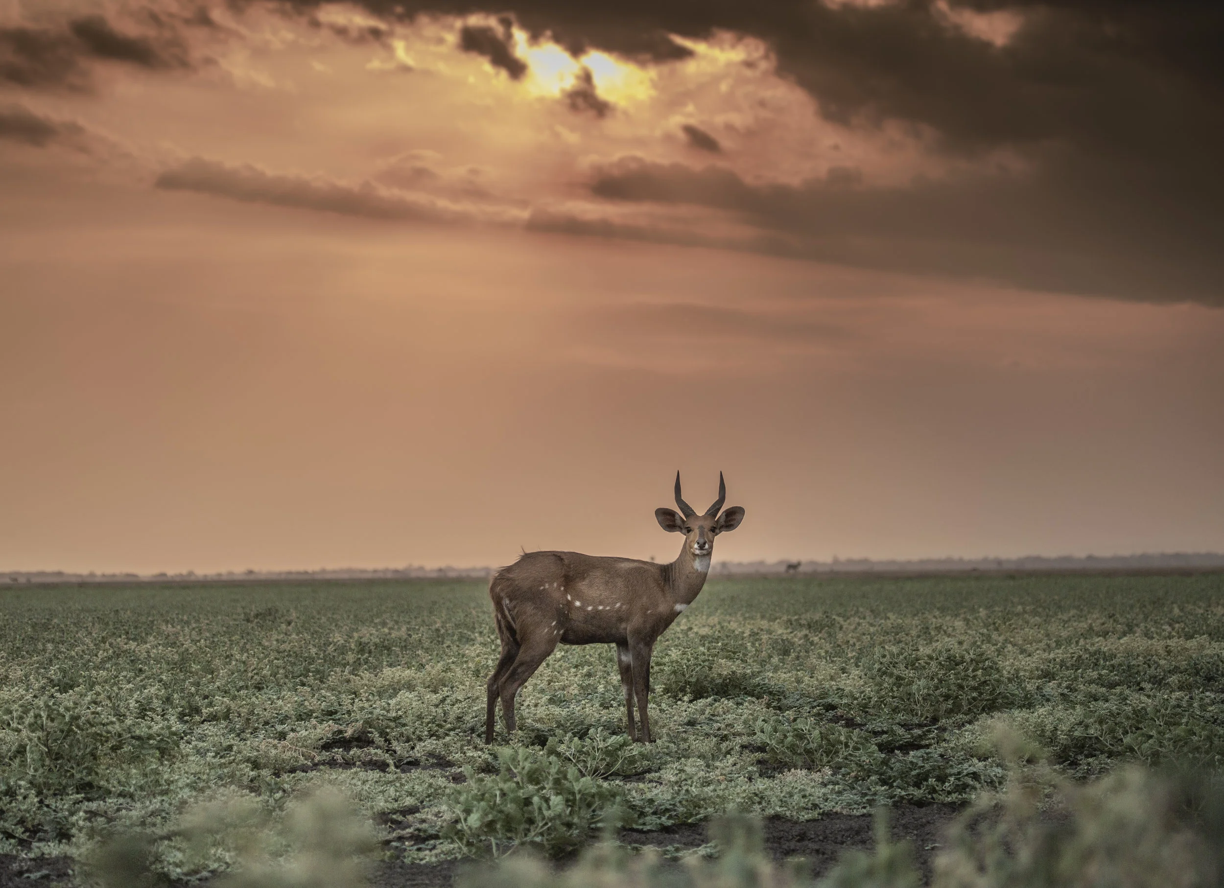 A male bushbuck grazes on the Gorongosa floodplain