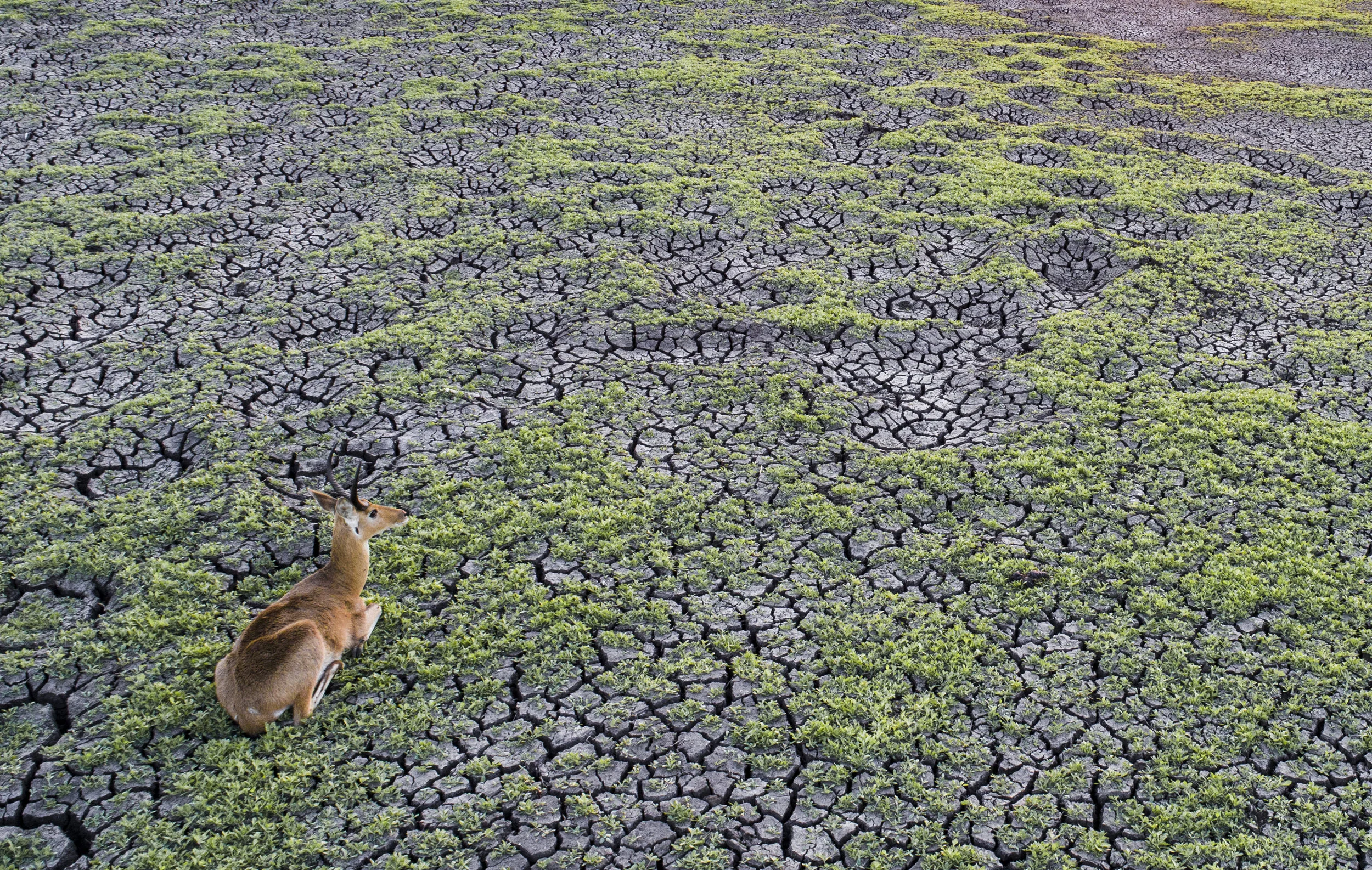 A reedbuck rests in the dry riverbed of Gorongosa National Park's Sungwe River