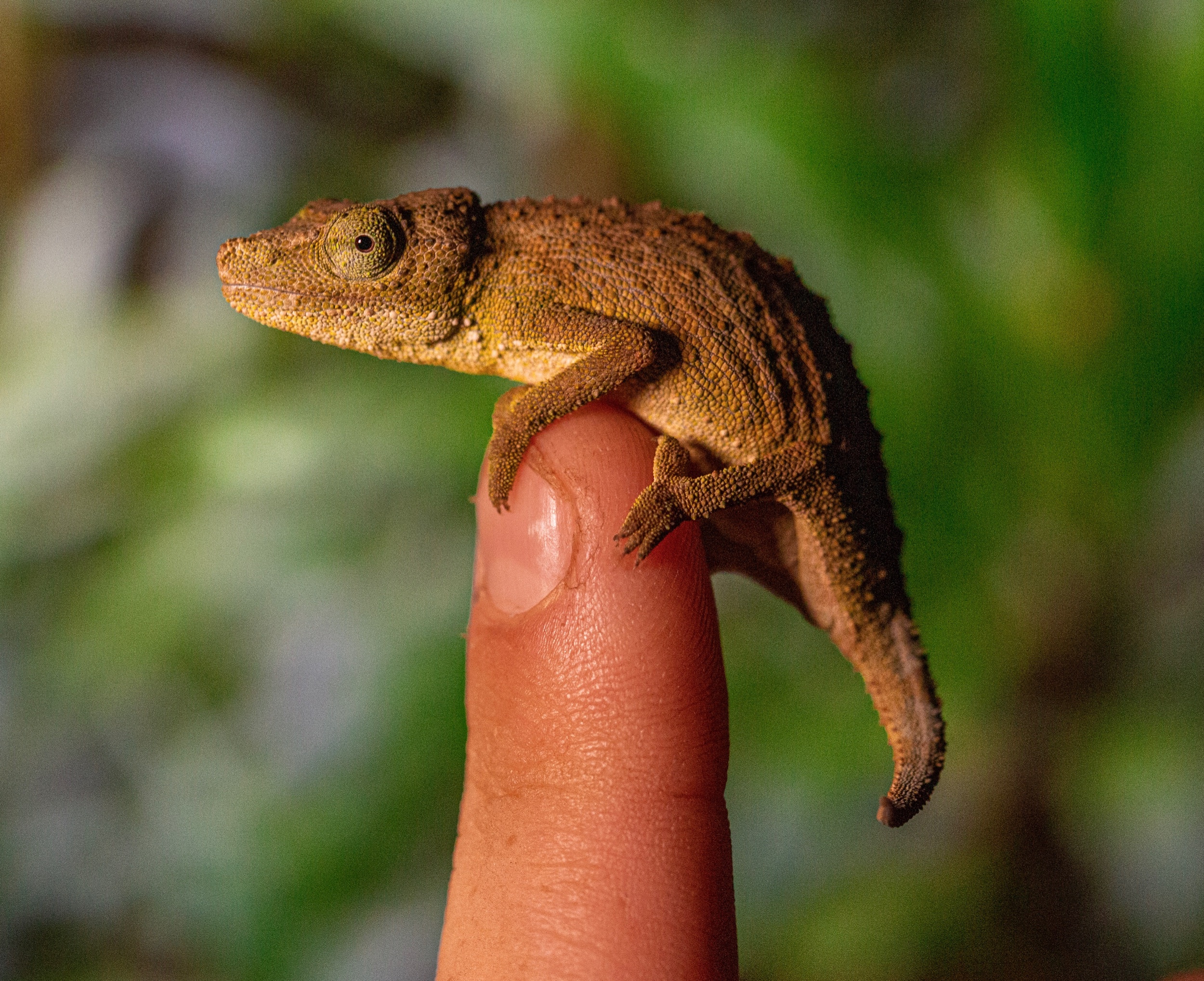 The Mount Gorongosa Pygmy Chameleon