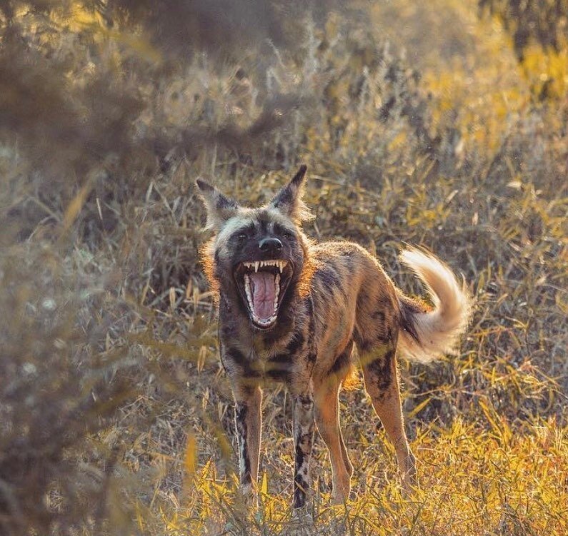 All smiles over here because we just found out our film, Nature&rsquo;s Fear Factor, is nominated for an Emmy in the Outstanding Nature Documentary category!