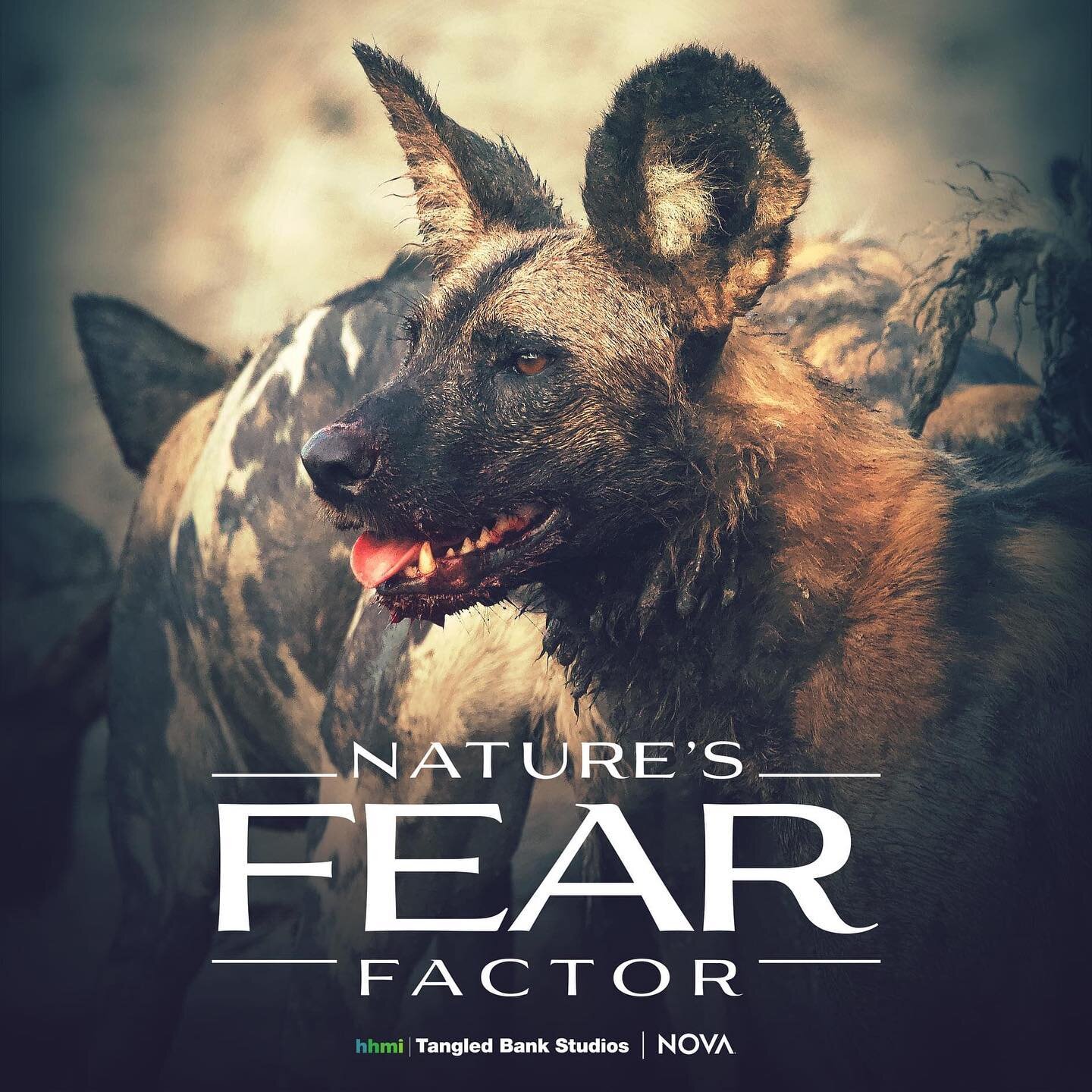 WATCH TONIGHT: Nature&rsquo;s Fear Factor at 8PM CST on PBS/NOVA. And streaming for free online after that. (http://www.pbs.org/wgbh/nova/video/natures-fear-factor/)

I shot and field produced this film about the reintroduction of wild dogs to Gorong