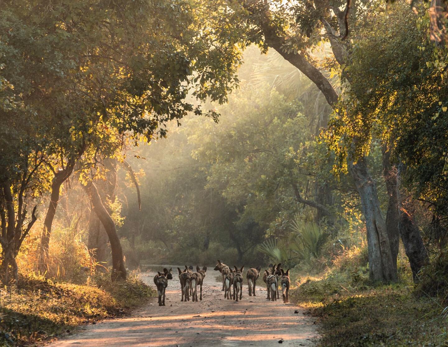 It&rsquo;a an honor to be part of the team nominated for an #EmmyAward this year in the category of Outstanding Cinematography: Documentary, for the film The Serengeti Rules. Closely following and filming the reintroduction of endangered African wild