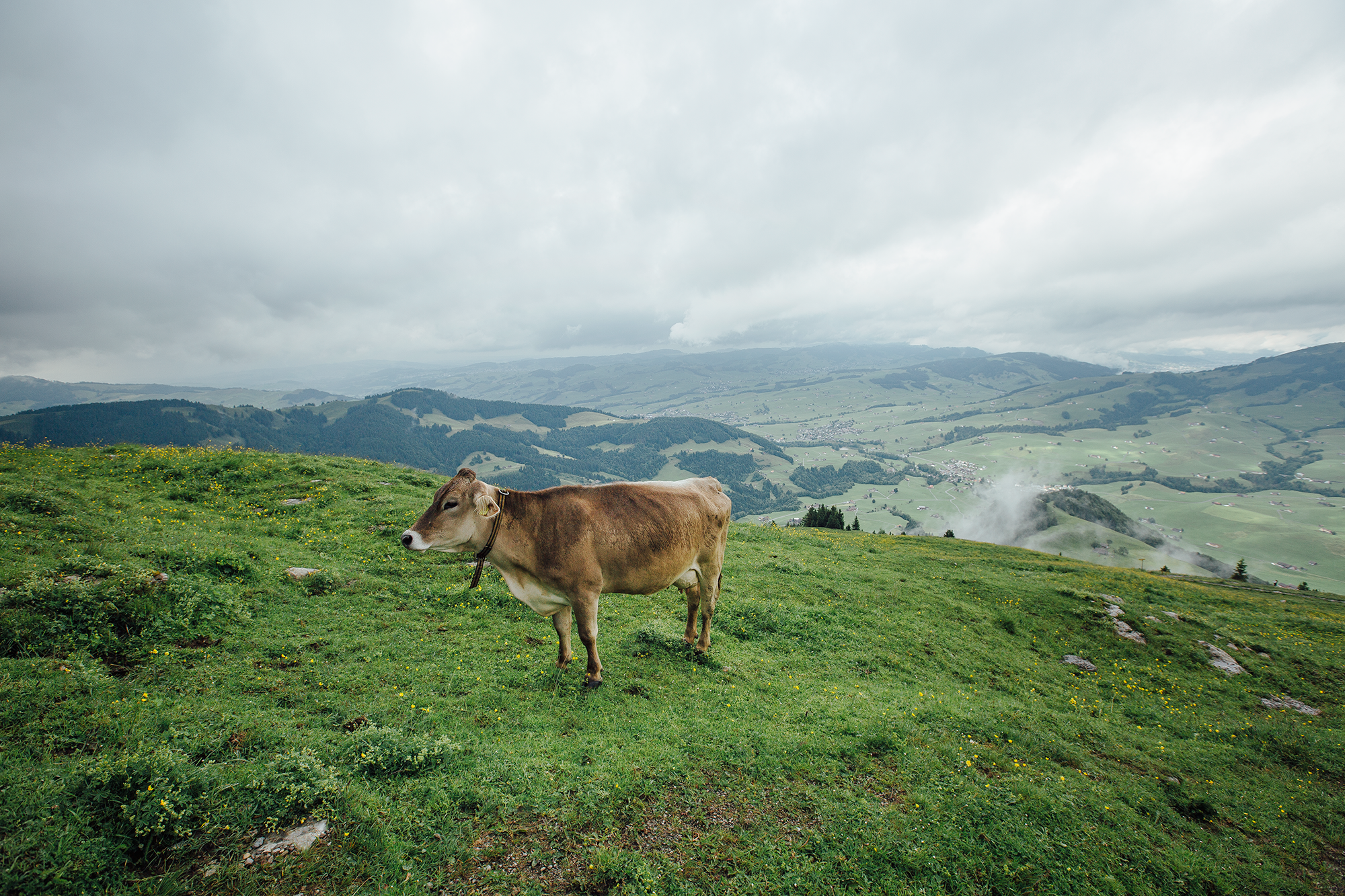 swiss cattle | ebenalp