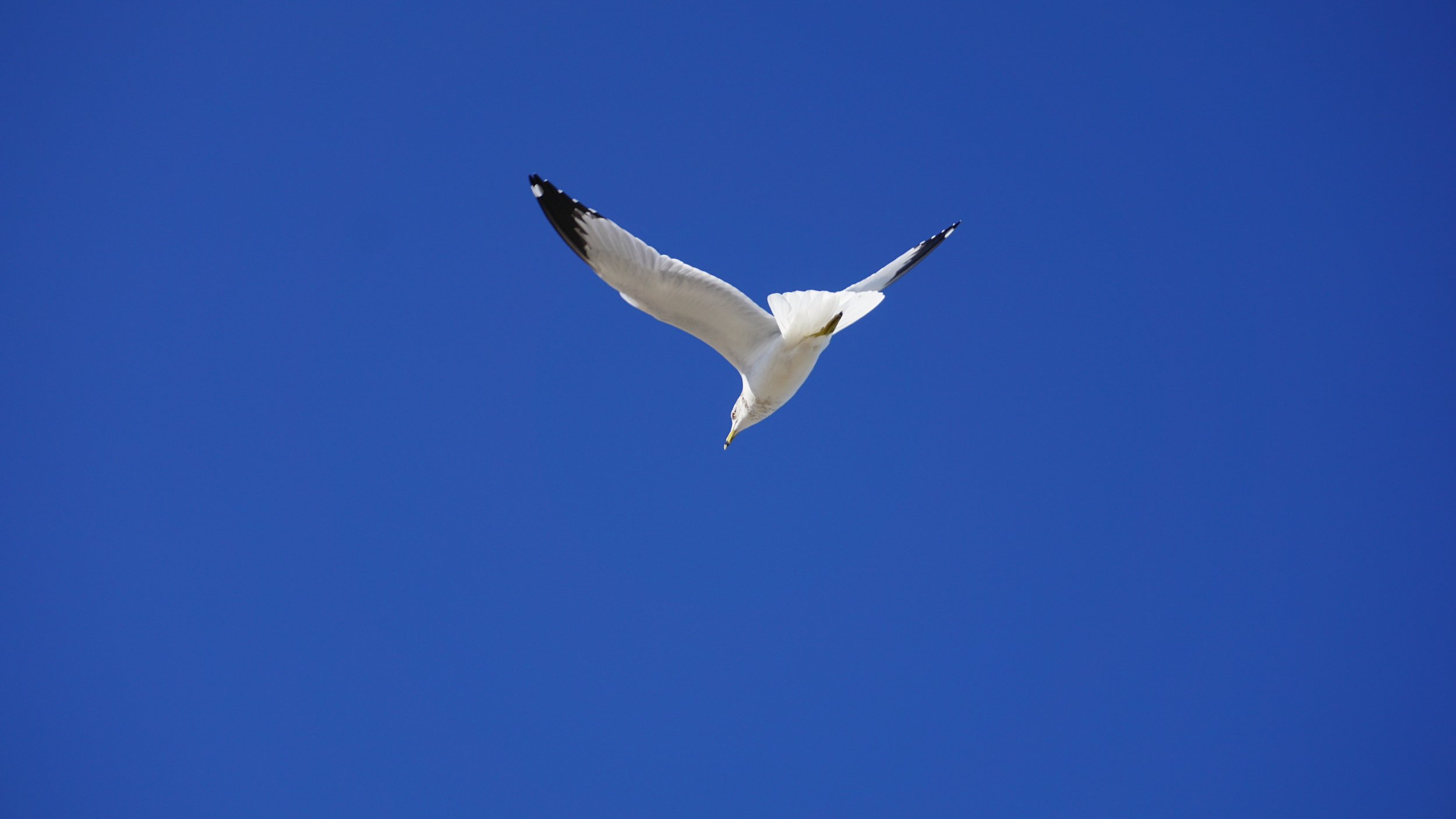 Gull 1
