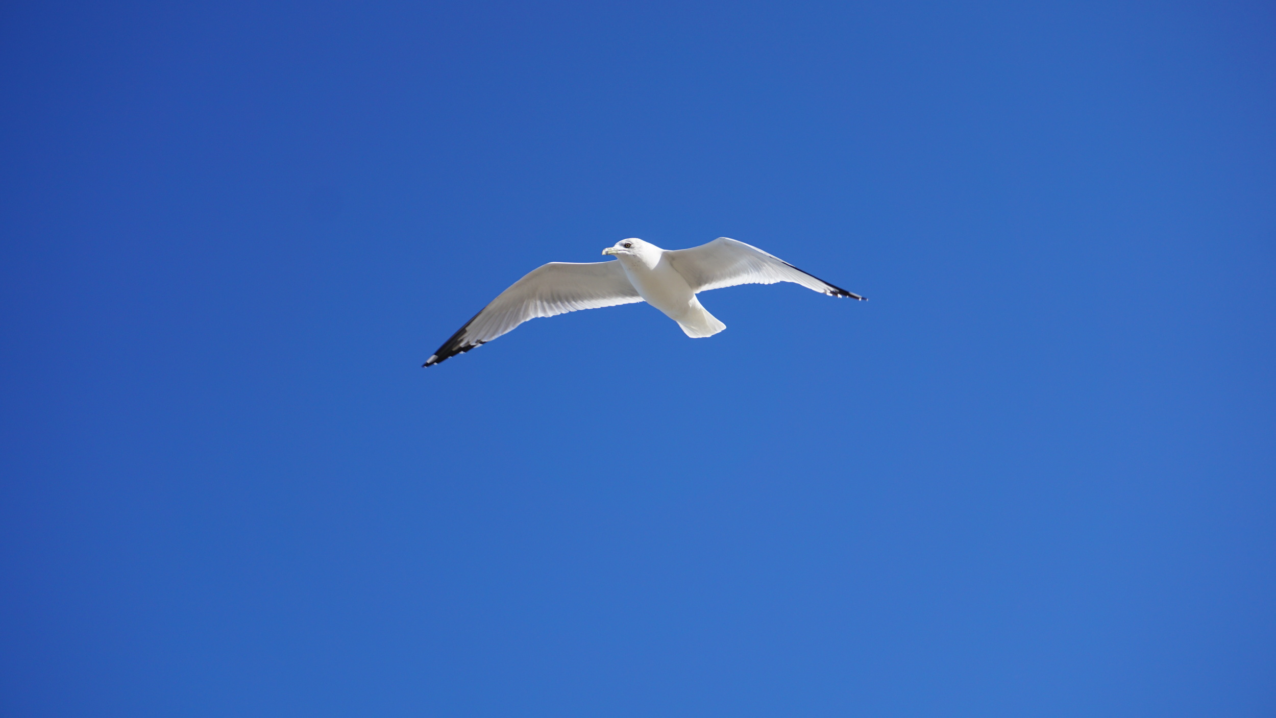 Gull 4