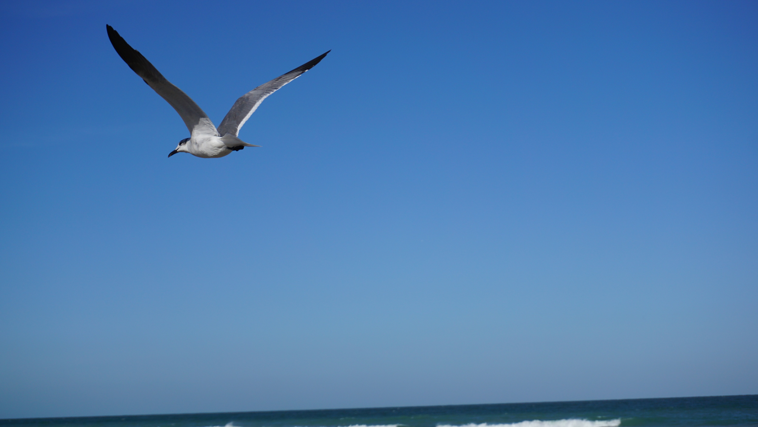 Gull 5