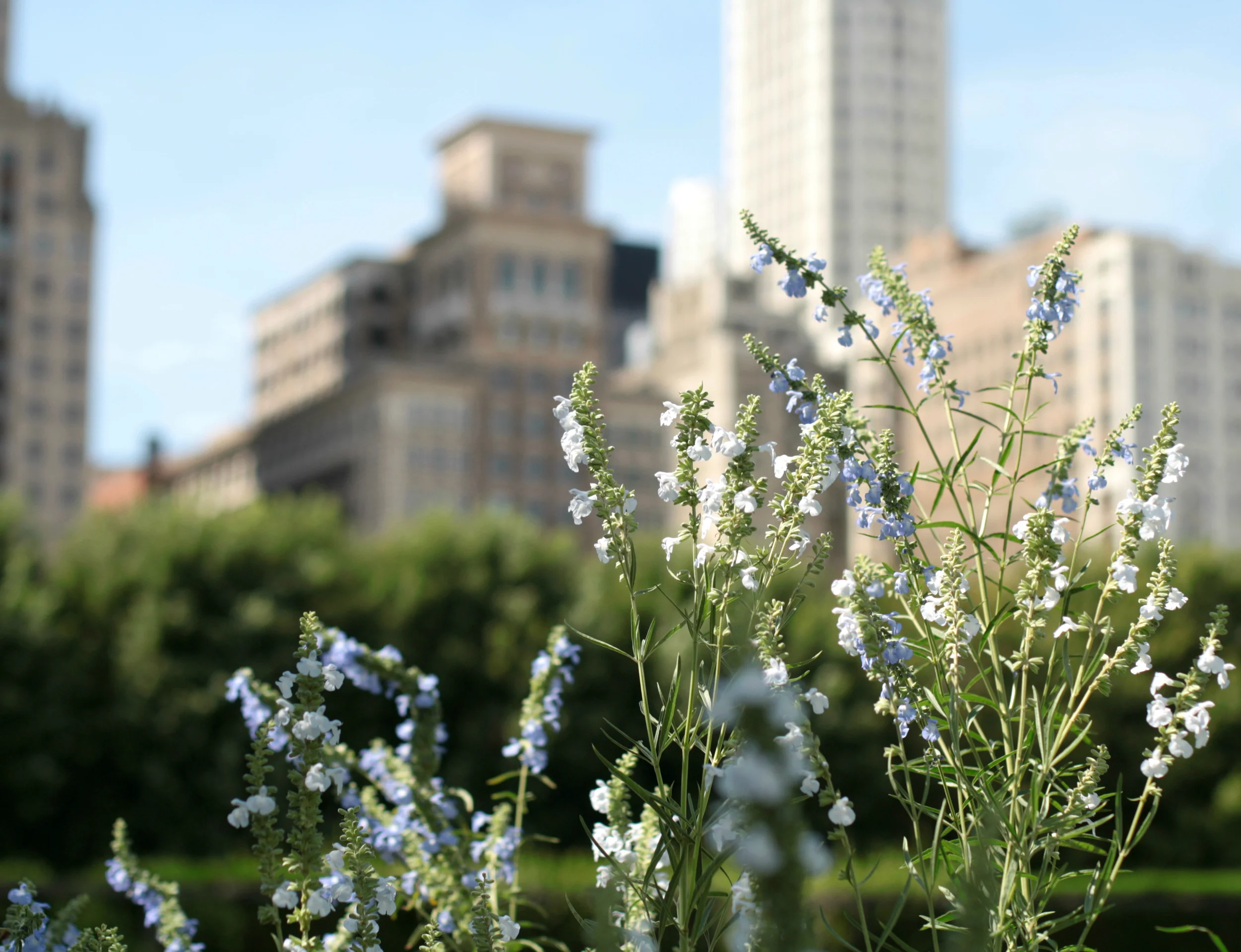 View from Lurie Garden, Millennium Park