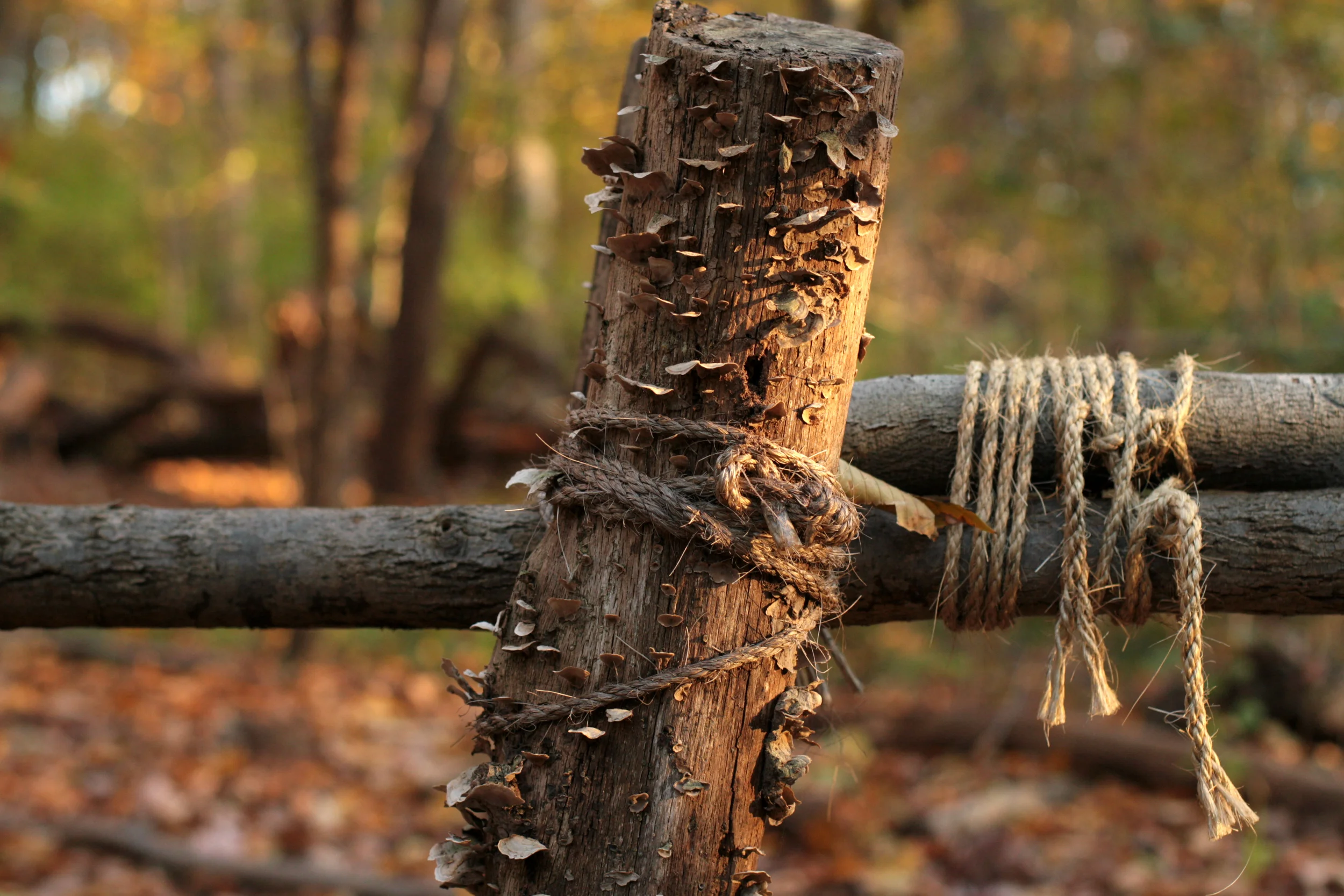Handmade Railing, Carpenter's Woods (DYPHAS02, Day Fifteen).jpg