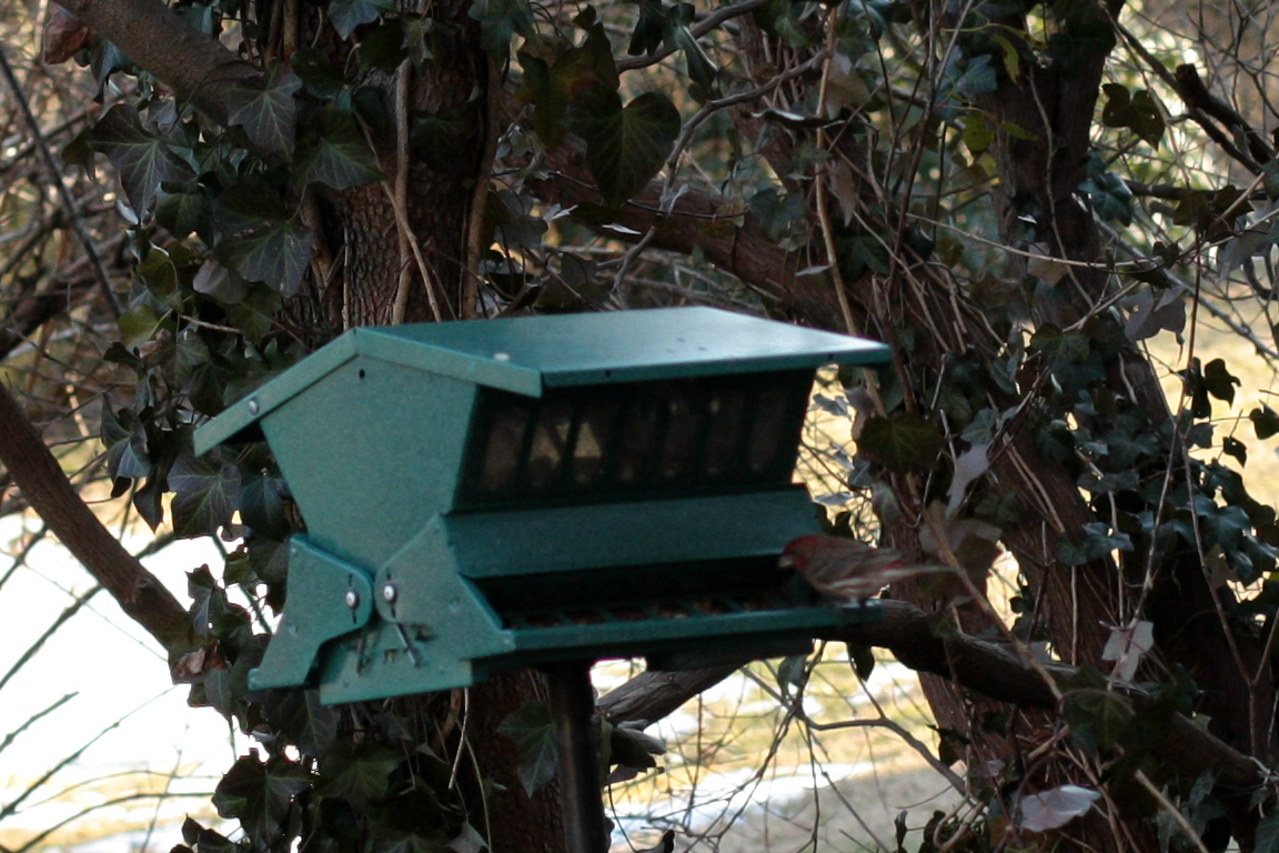 Bird For Blog.jpg
