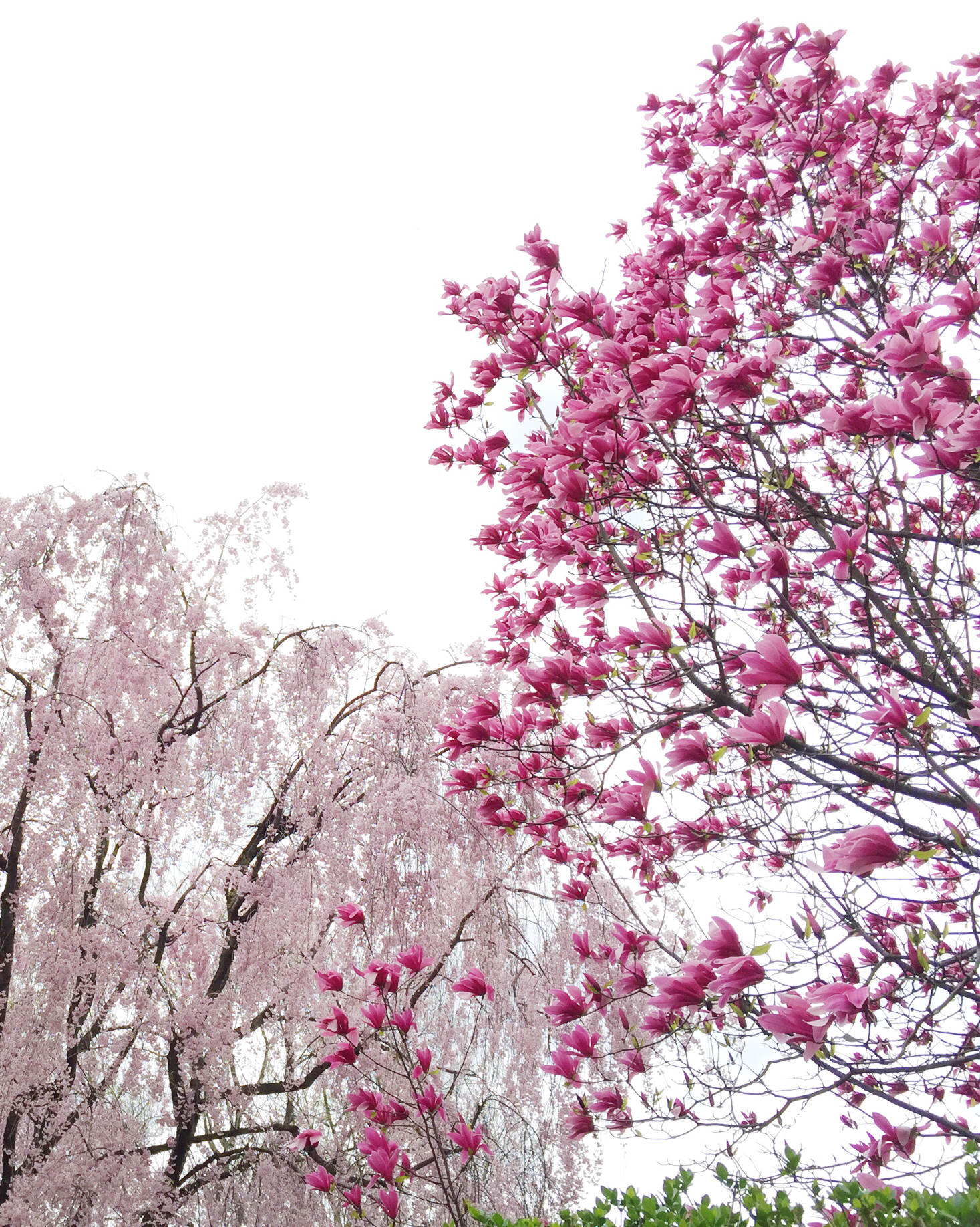 Day Twenty Four: Trees