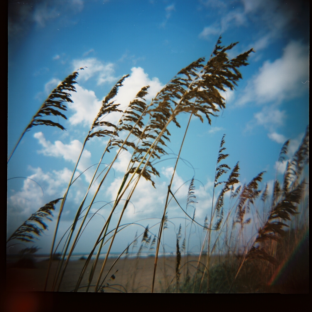 Dune Grass, early morning, St. Augustine Beach. Kodak Portra 100