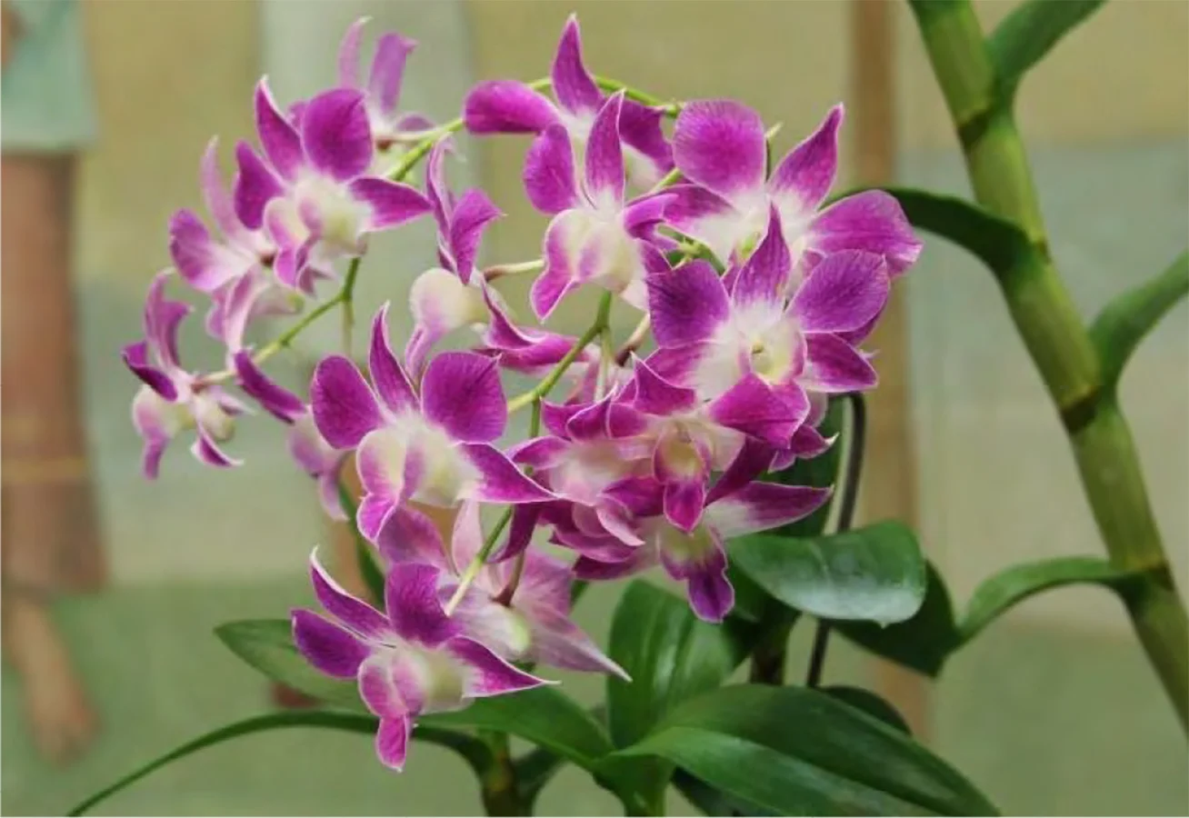 The Orange County Orchid Society