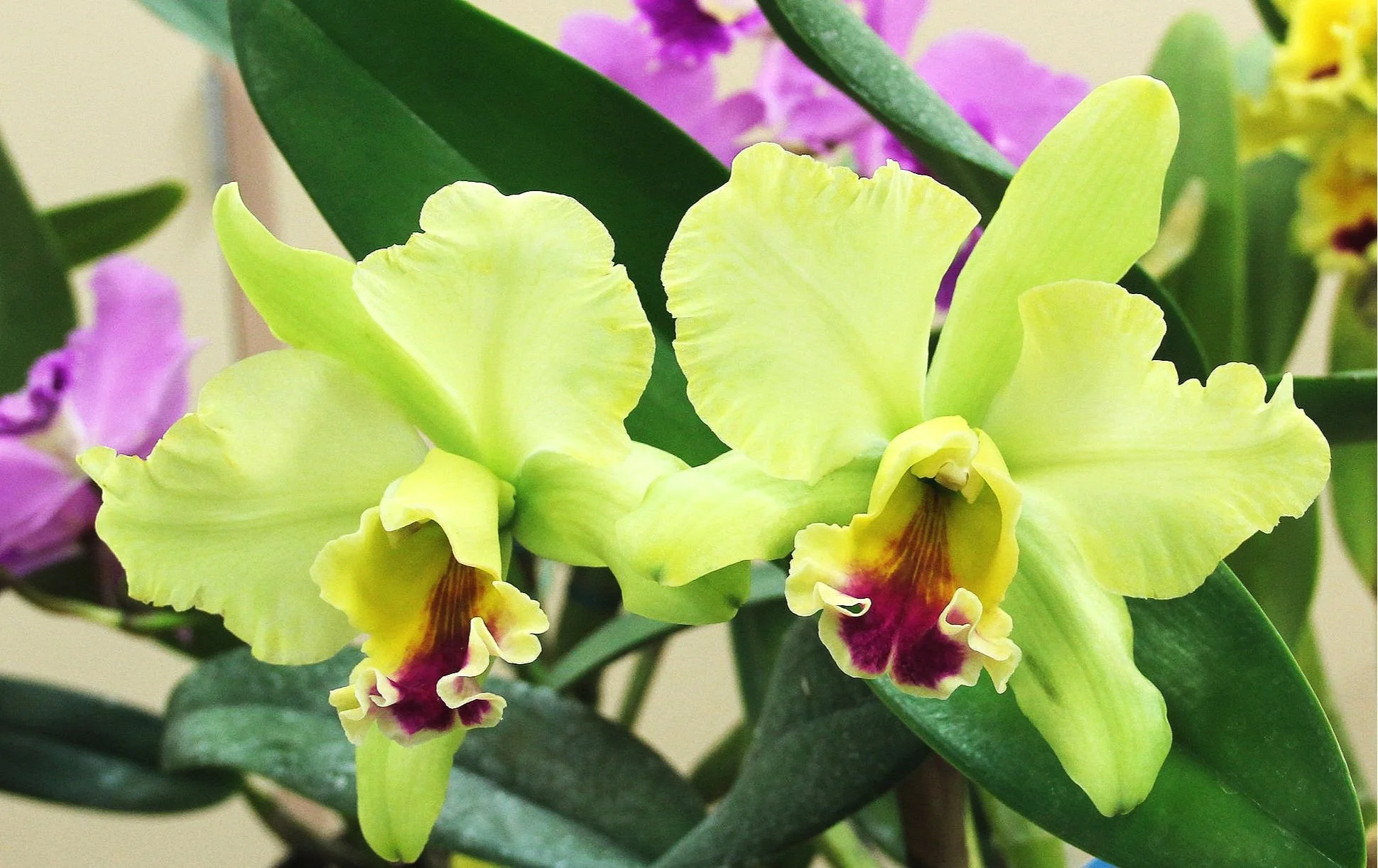 Blc.+Mem+Helen+Brown+%27Sweet+Afton%27-1.jpg