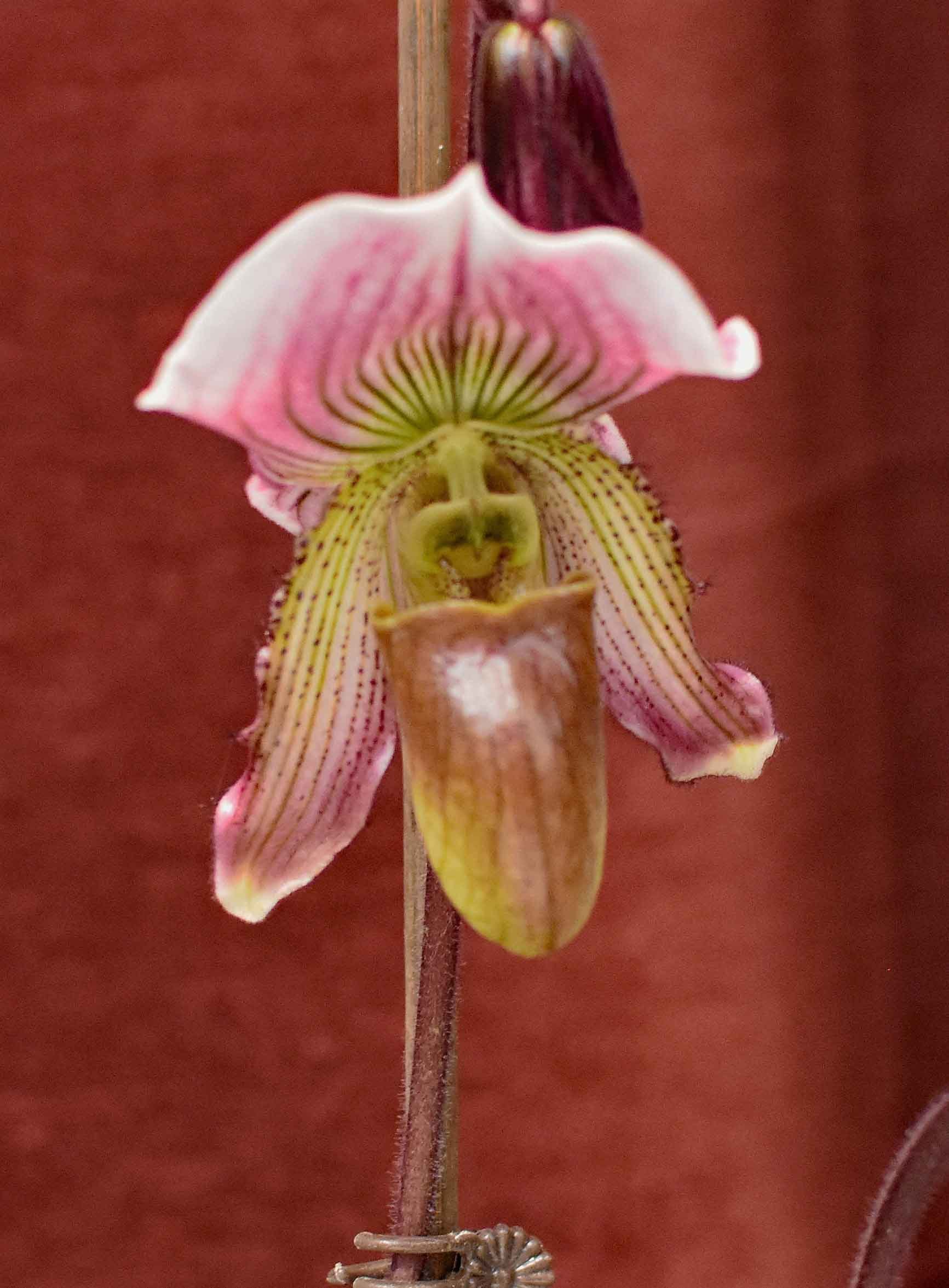 Paph. No ID - 1st Place - John Kehow.jpg