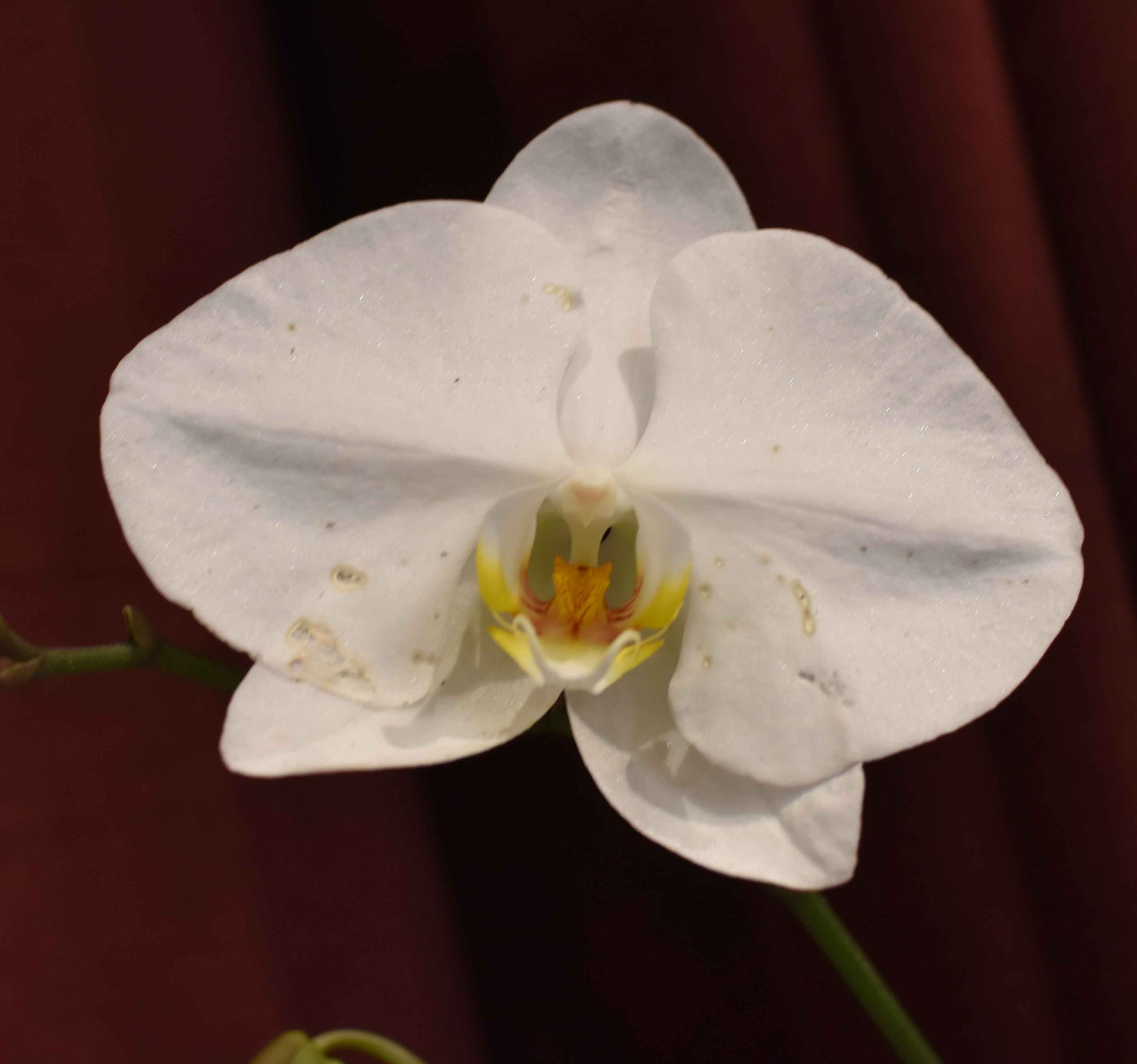 Phal. No ID -3rd Place - Tom Kandiko.jpg