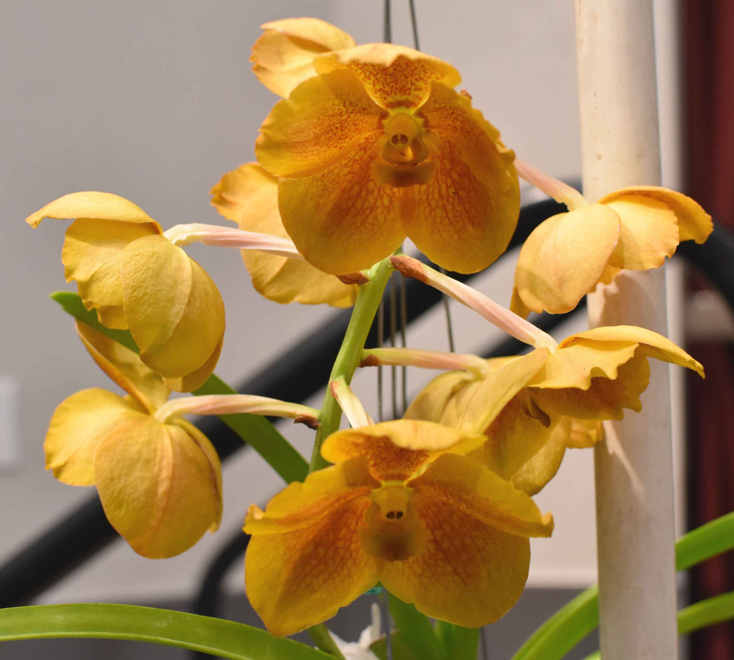 Ascd Crownfox Golden Spots x Vanda sanderiana 'Athena' - First Place -Jim Wheeler.jpg