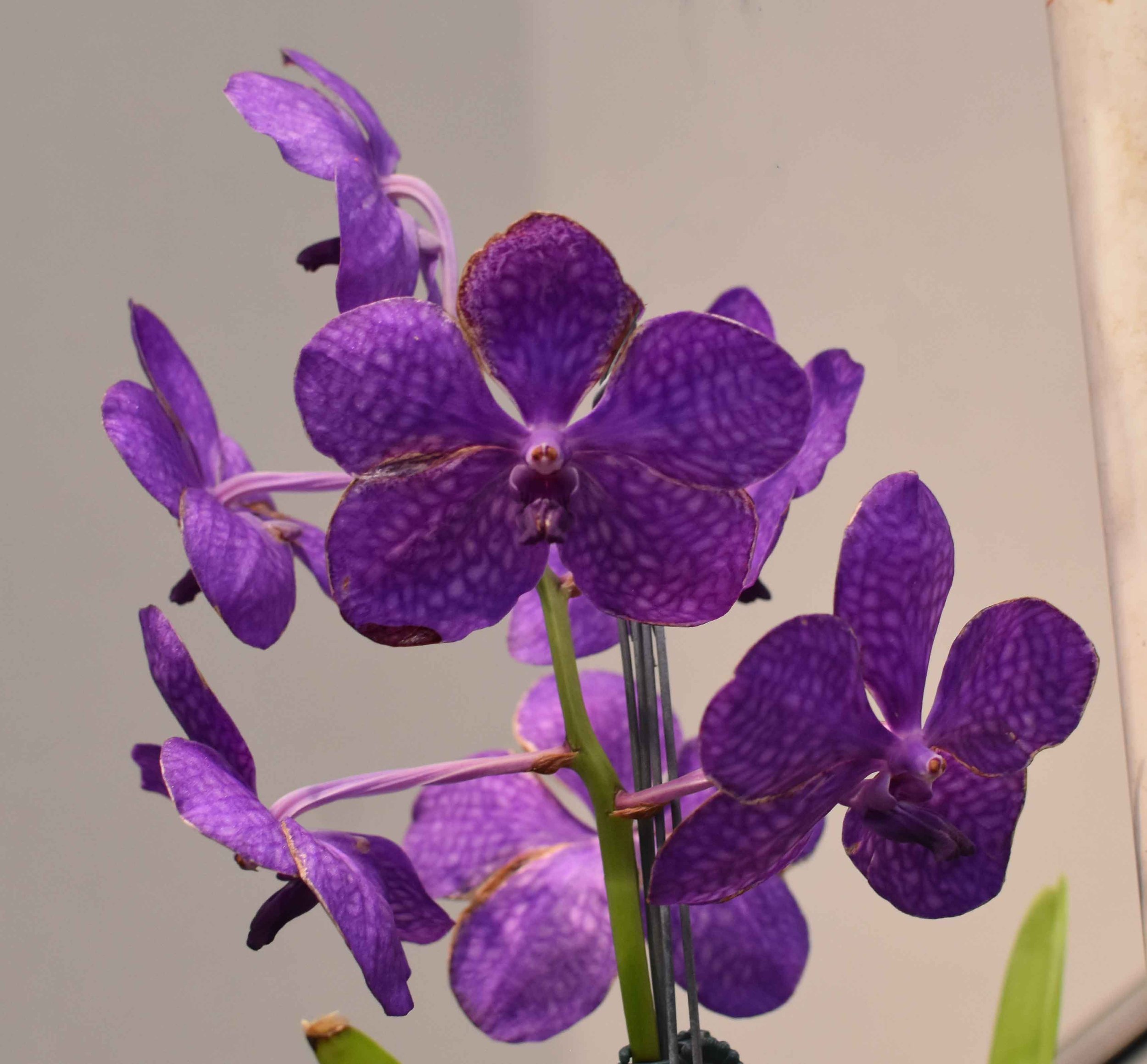 Vanda3.jpg