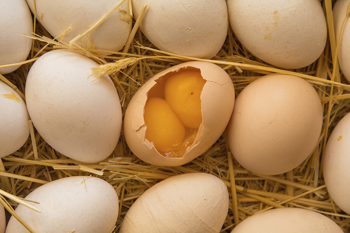 double-yolked-eggs-orig.jpg