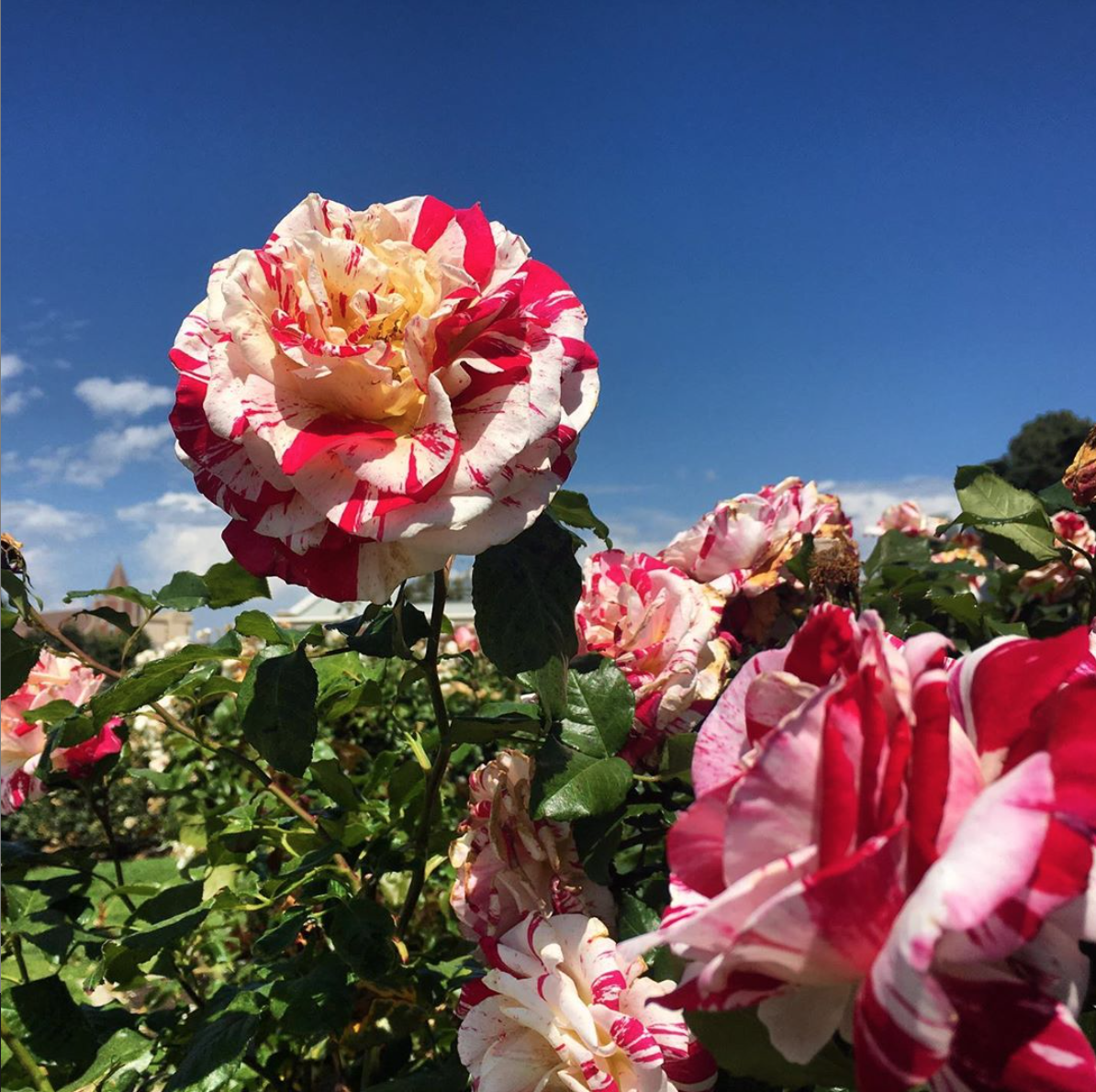 101 Things To Do In La Exposition Park Rose Garden Anna Boudinot