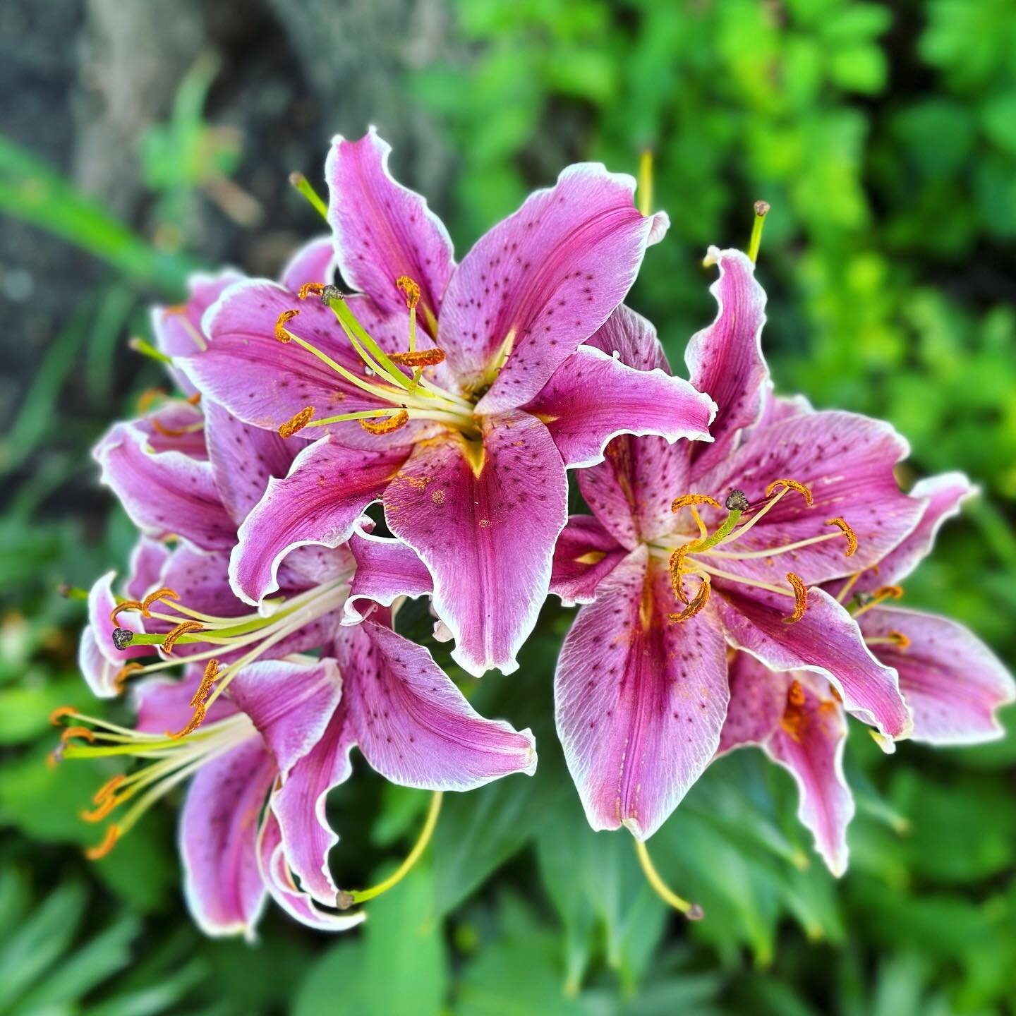 Japanese lily. Gorgeous but deadly to cats. Beware. Photographed 7.23.23