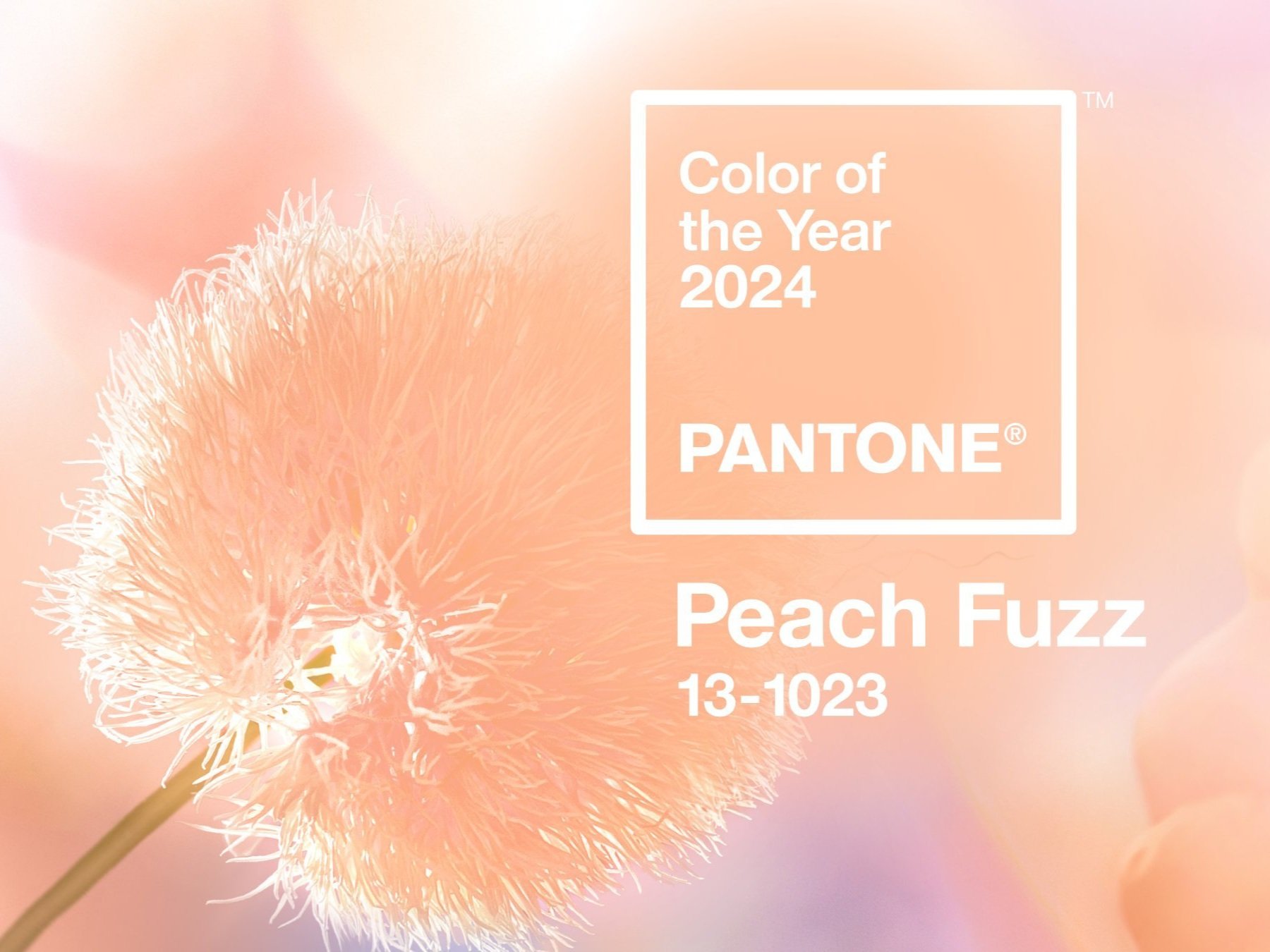 pantone+peach+fuzz.jpg