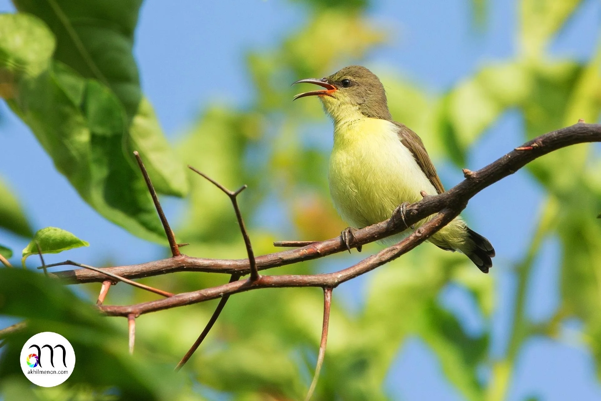 Sunbird Juvenile