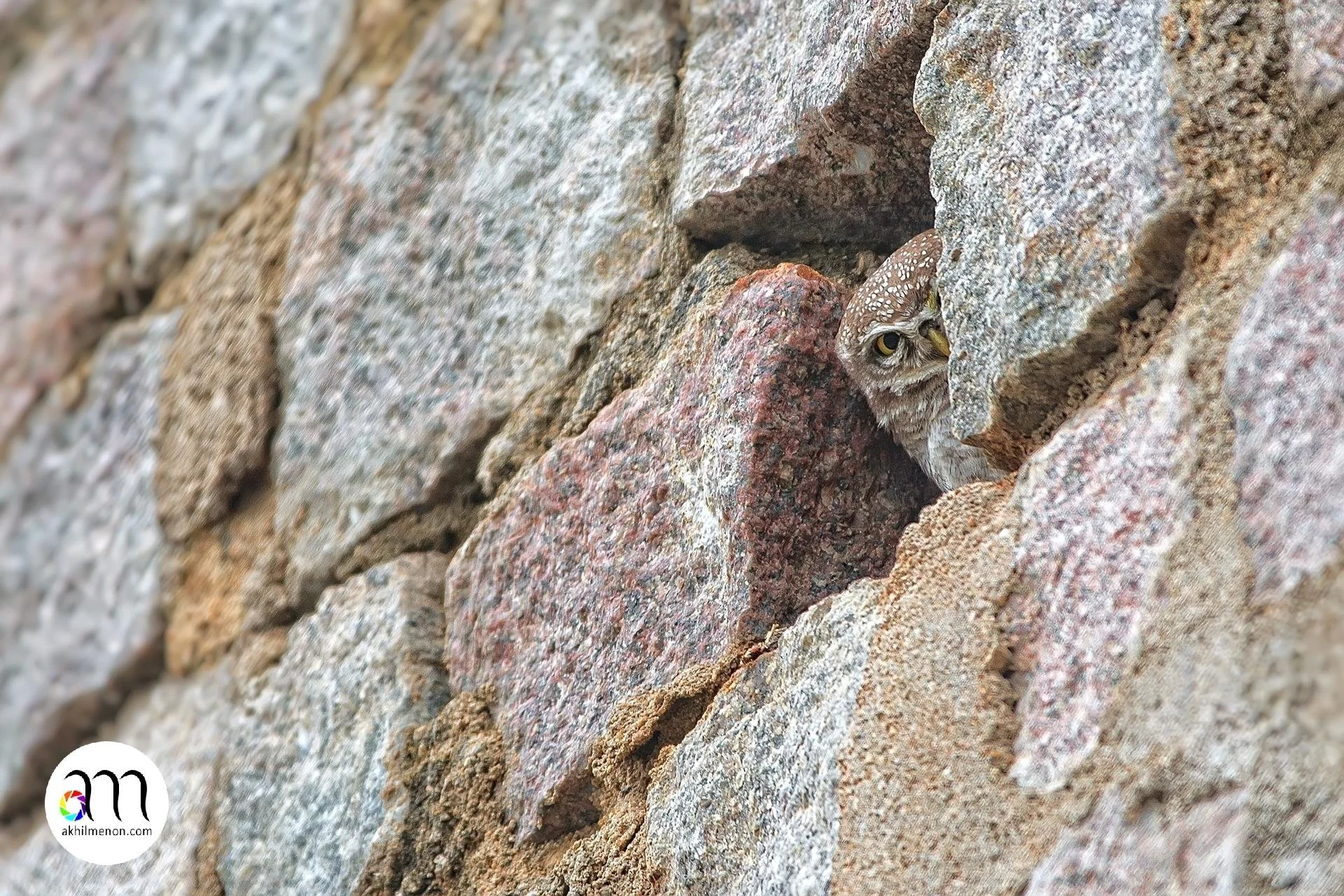 Spotted Owlet