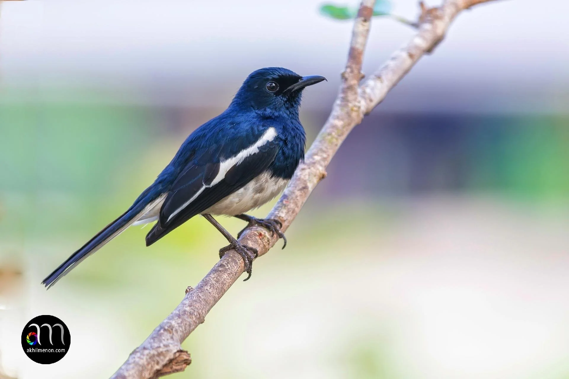 Oriental Magpie Robin