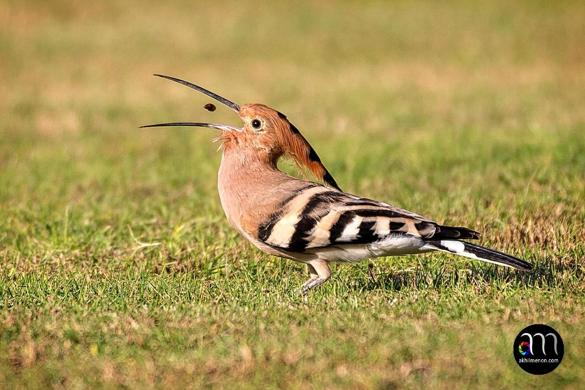 Hoopoe