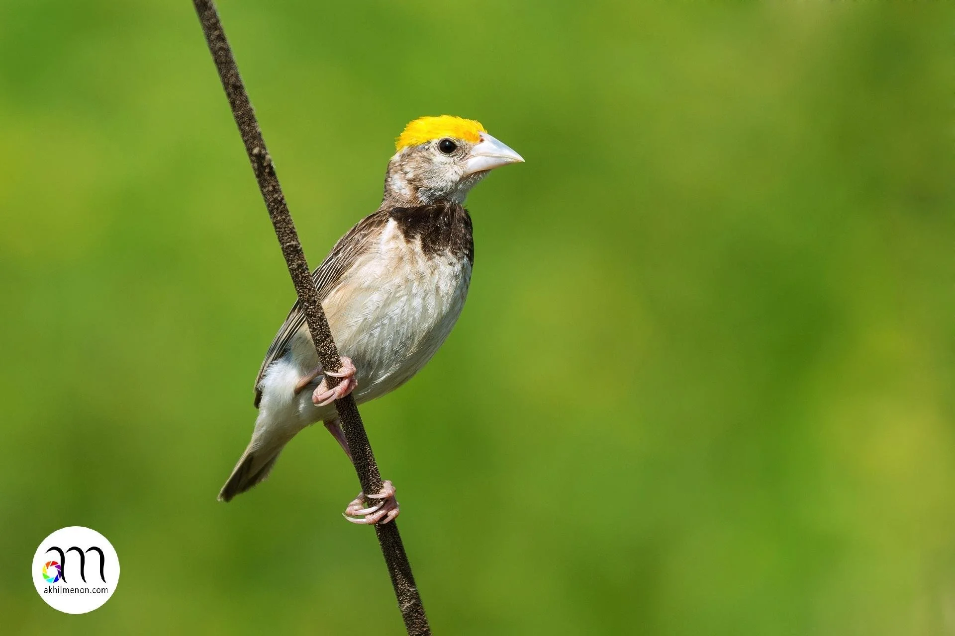 Black breasted Weaver