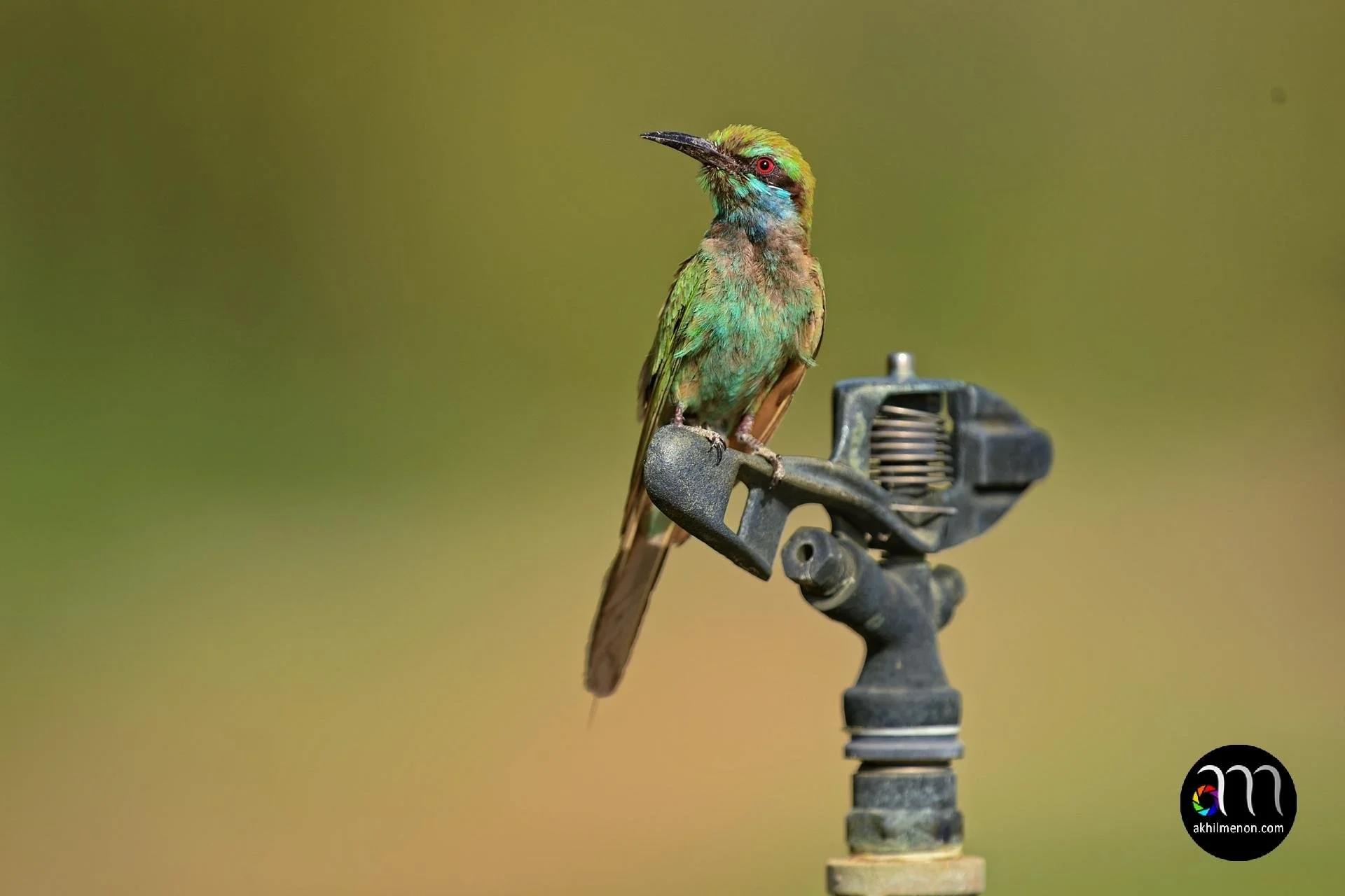 Green Bee-Eater