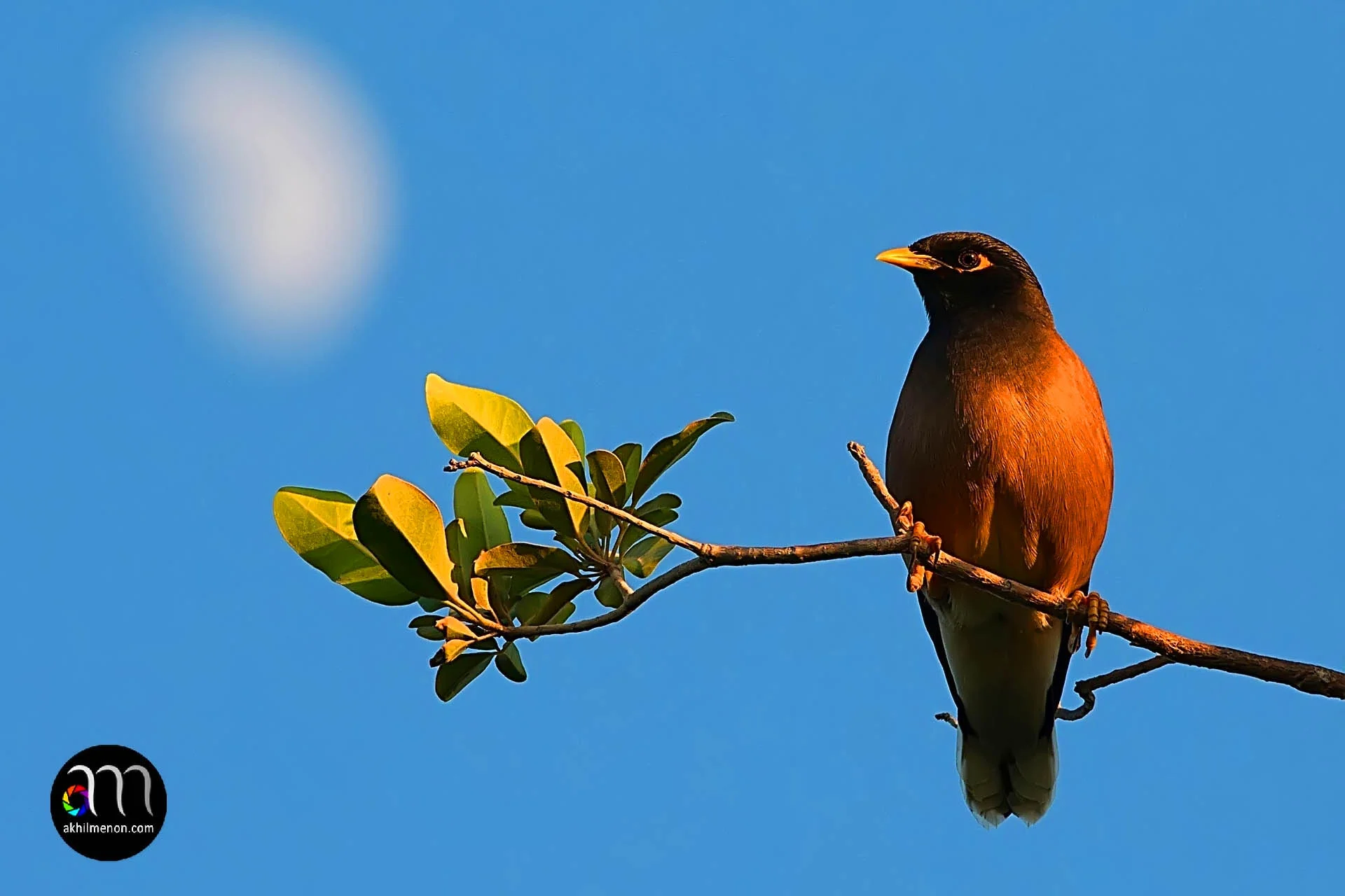 Common Myna