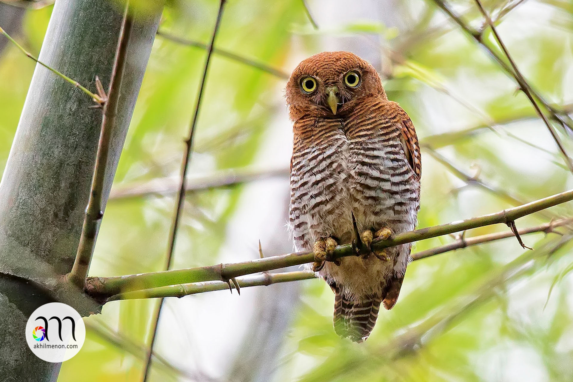 Jungle Owlet