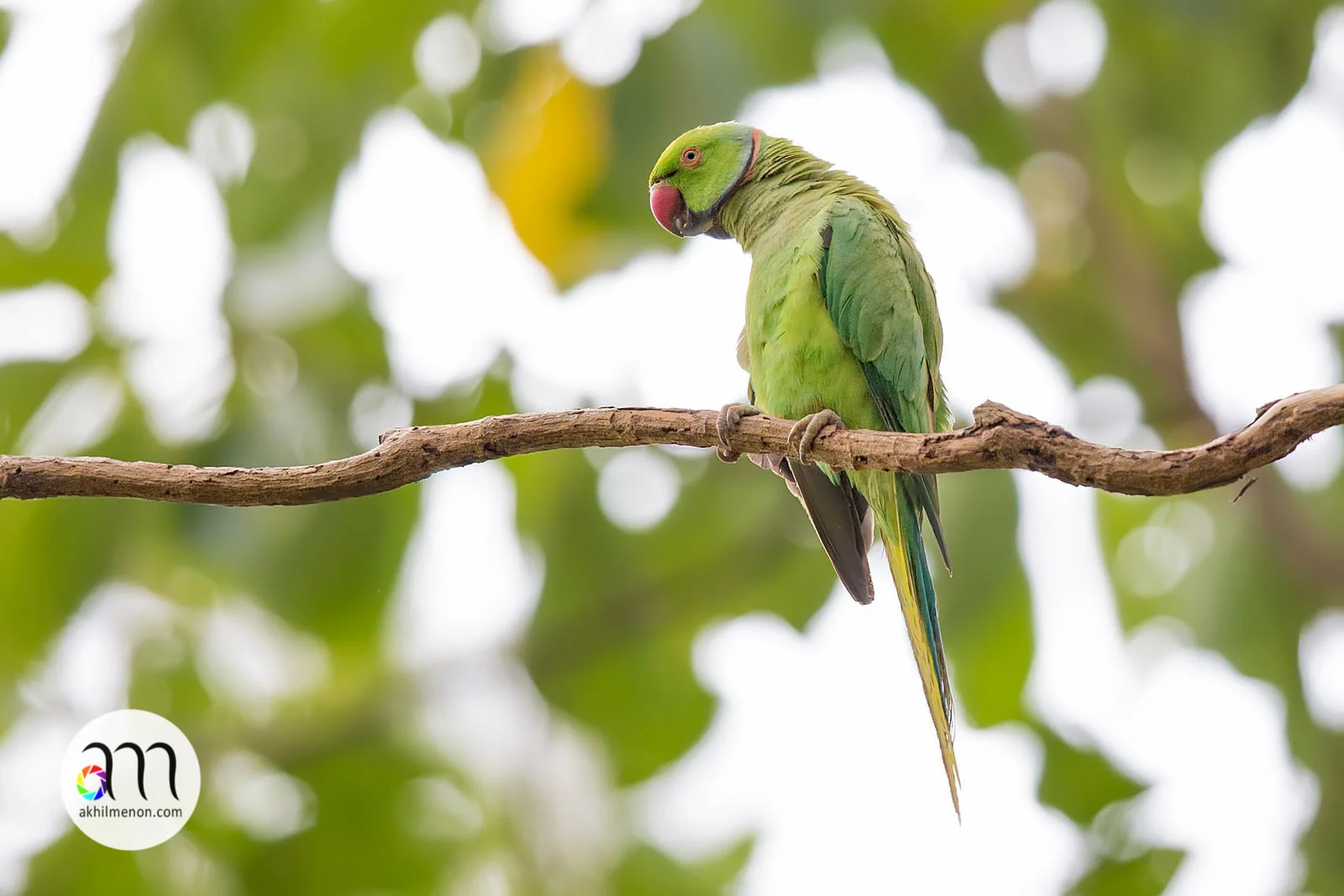 Rose Ringed Parakeet (male)