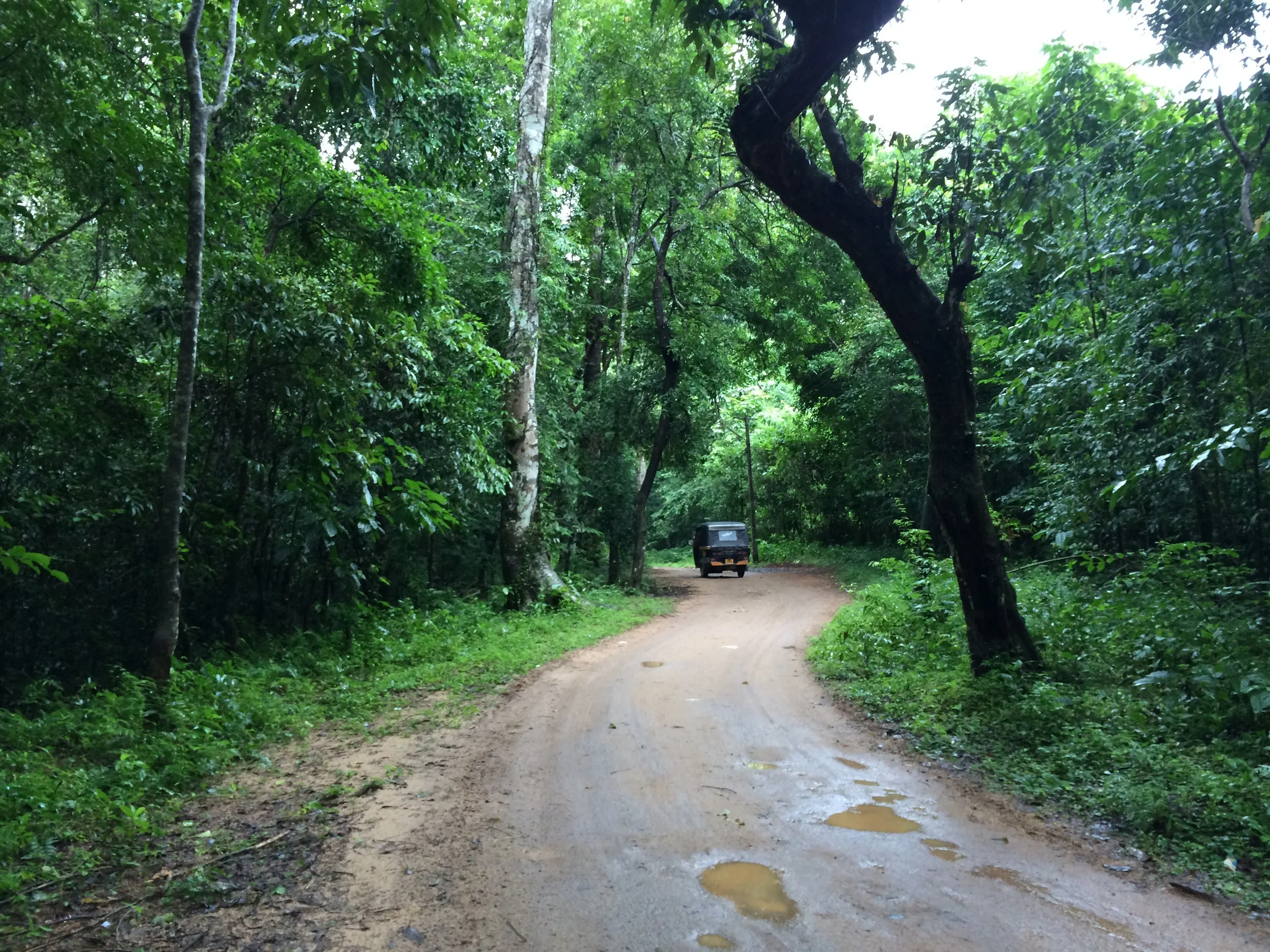 The roads and forest areas surrounding the sanctuary. 