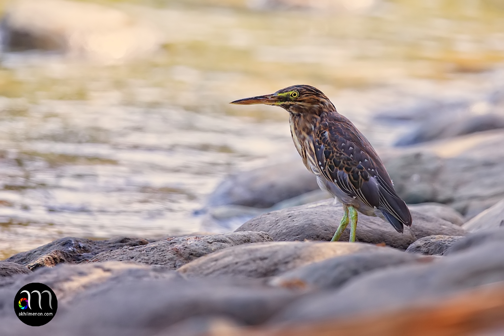 Striated Heron (Juvenile)