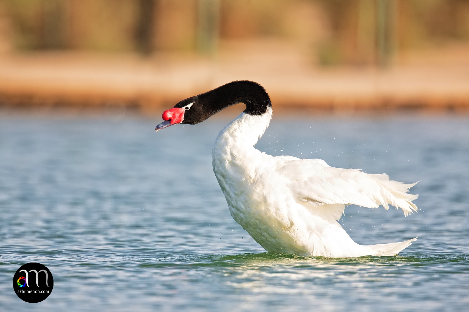 Black-necked Swan