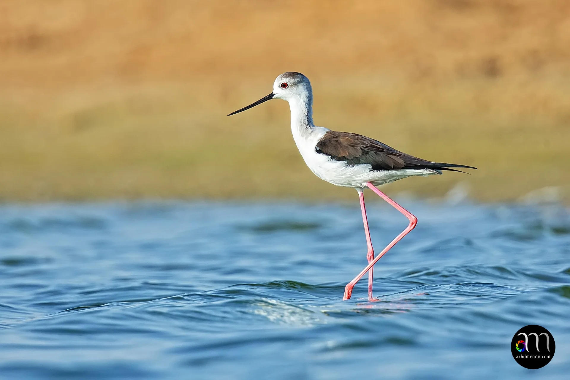 Black-Winged Stilt