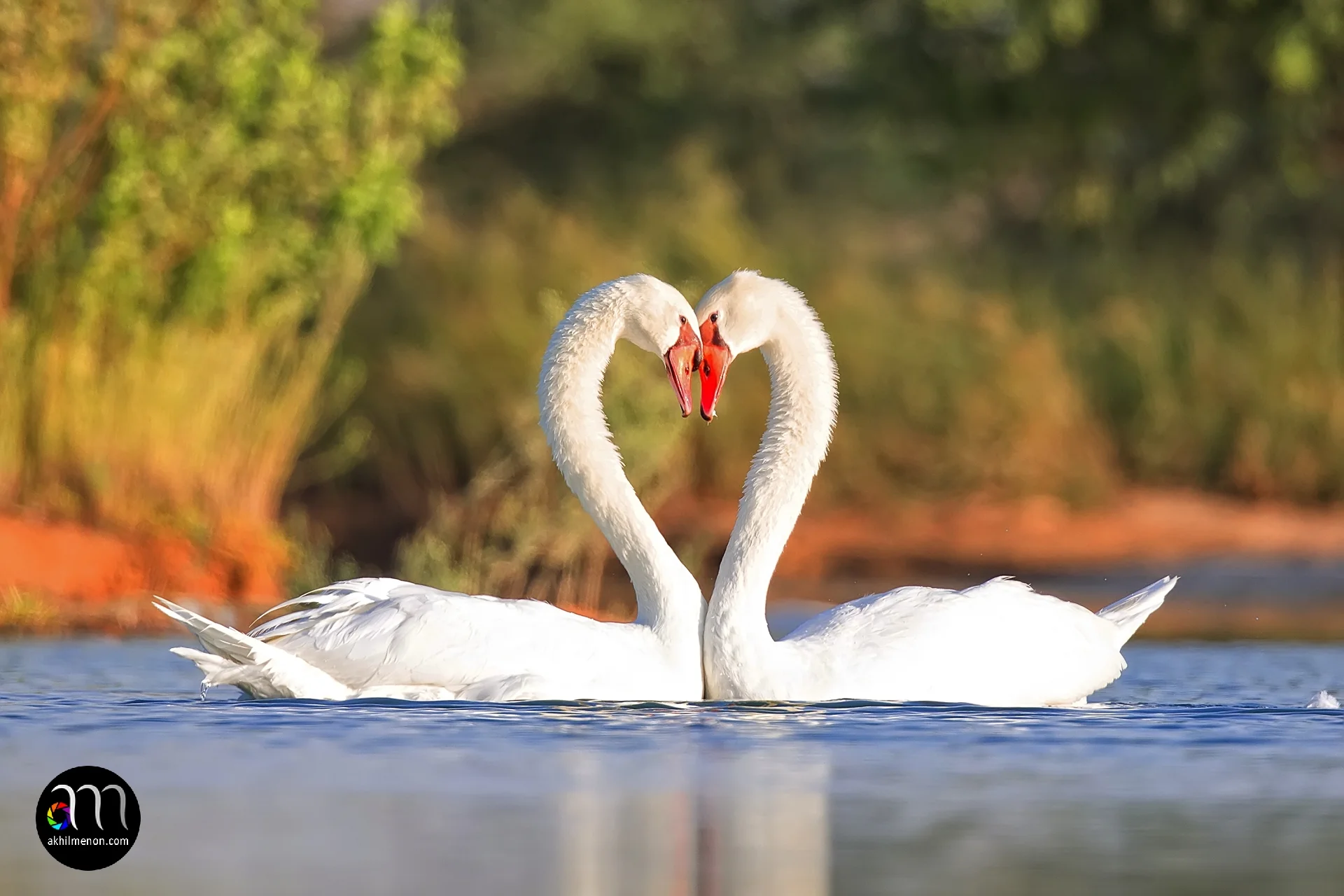 Mute Swans