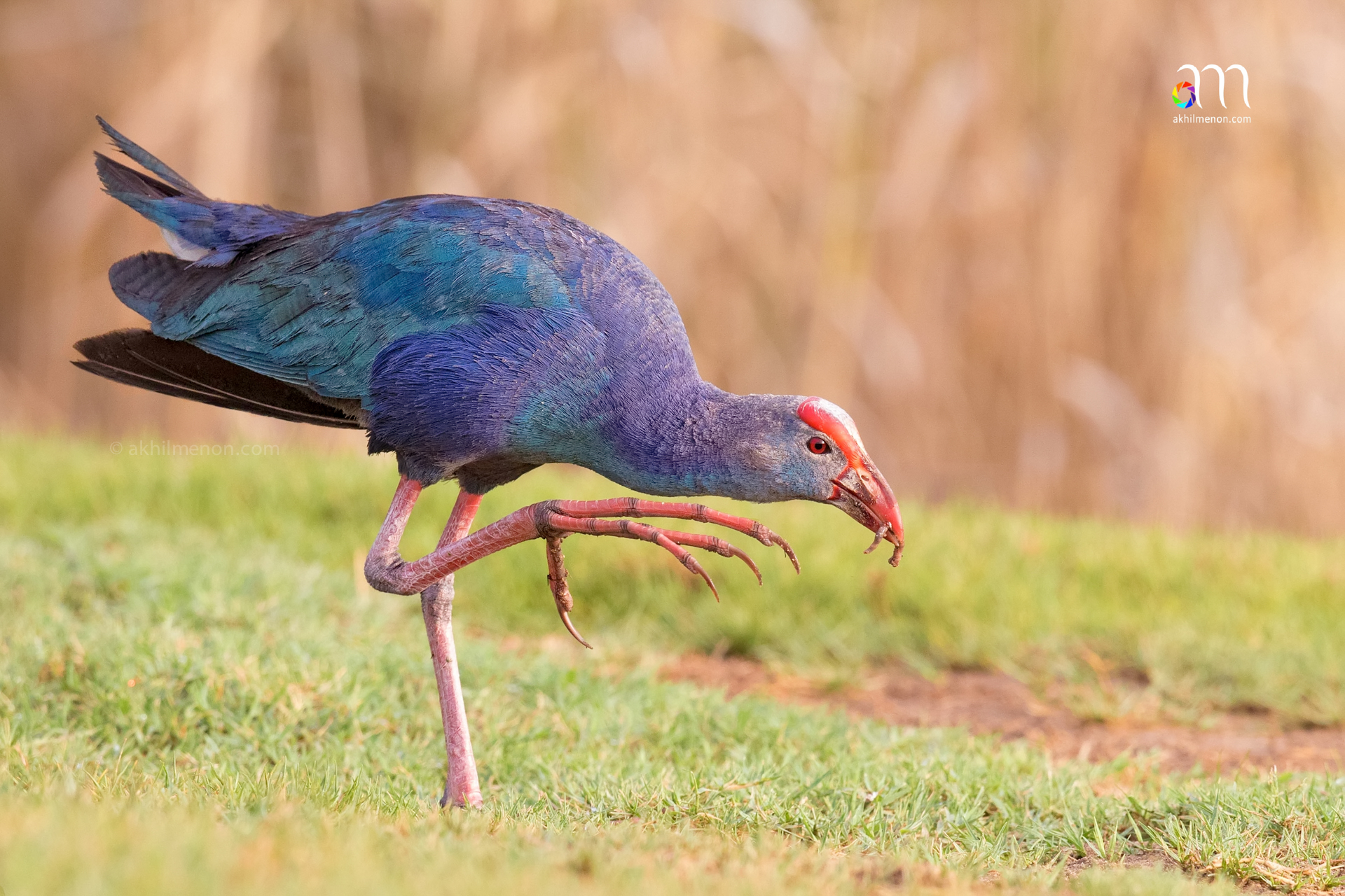 Purple Swamphen