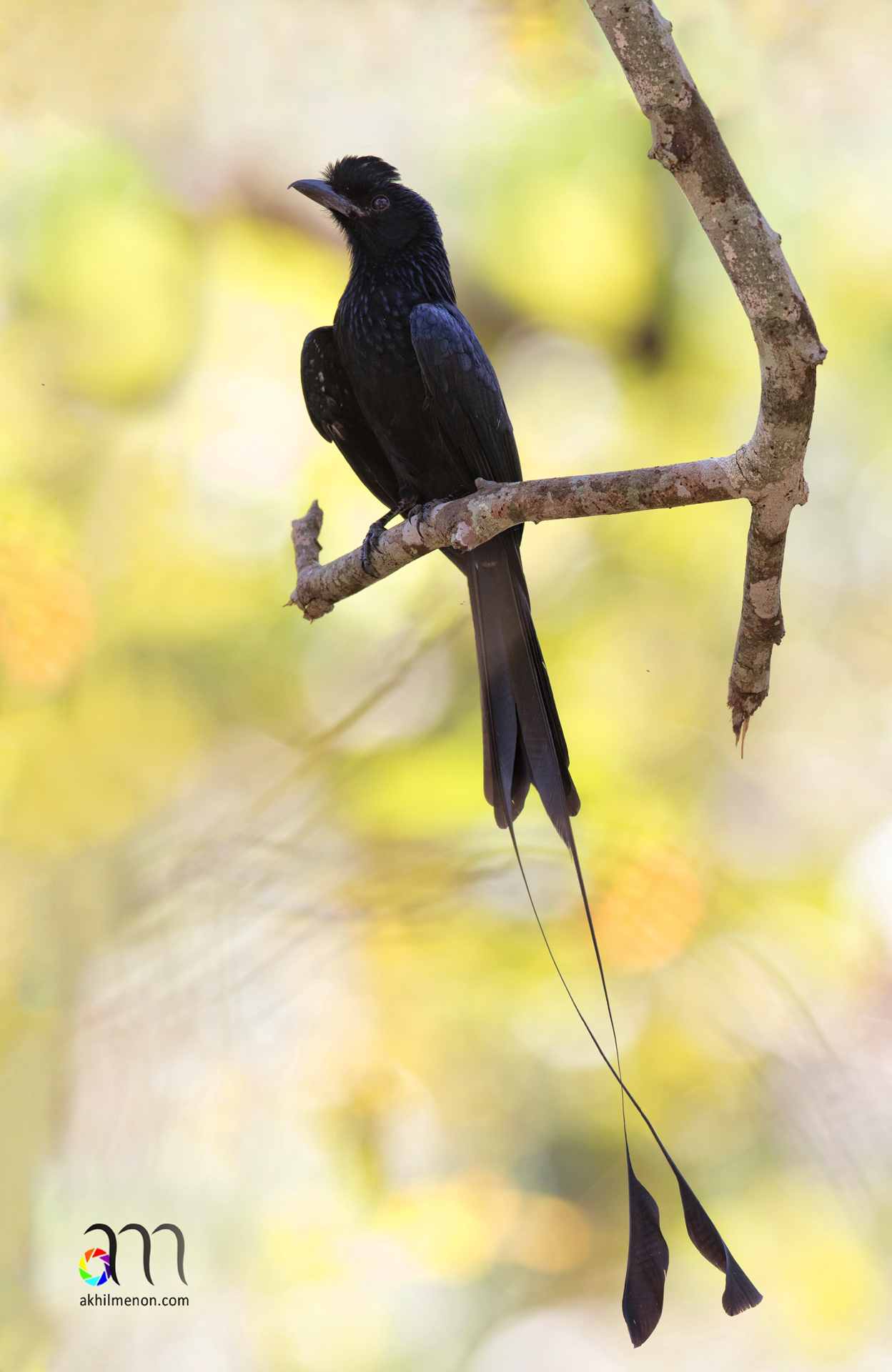 Racket Tailed Drongo